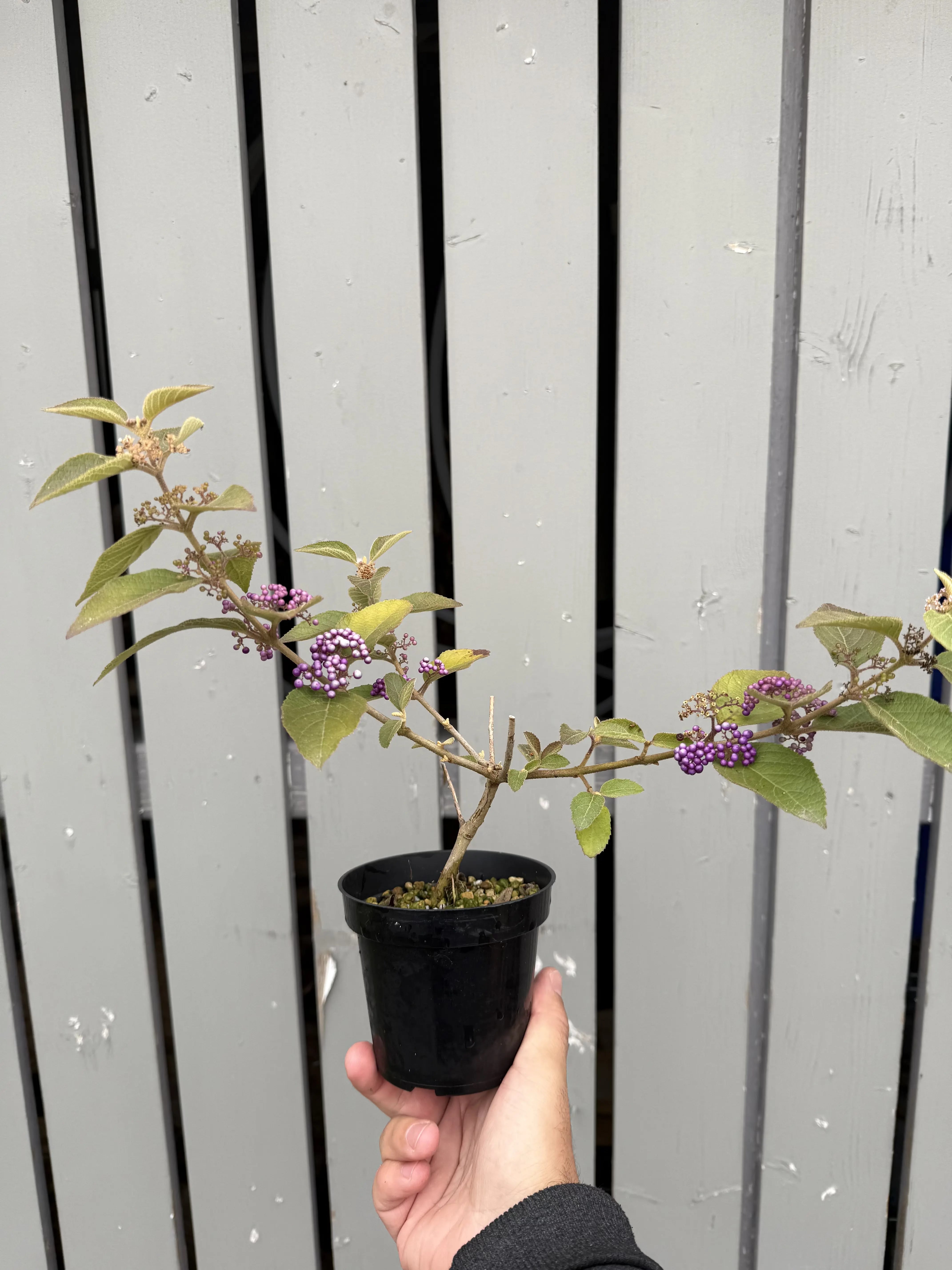 Callicarpa japonica 'NAKAYOSHI KOYOSHI' #1 Canada Bonsai