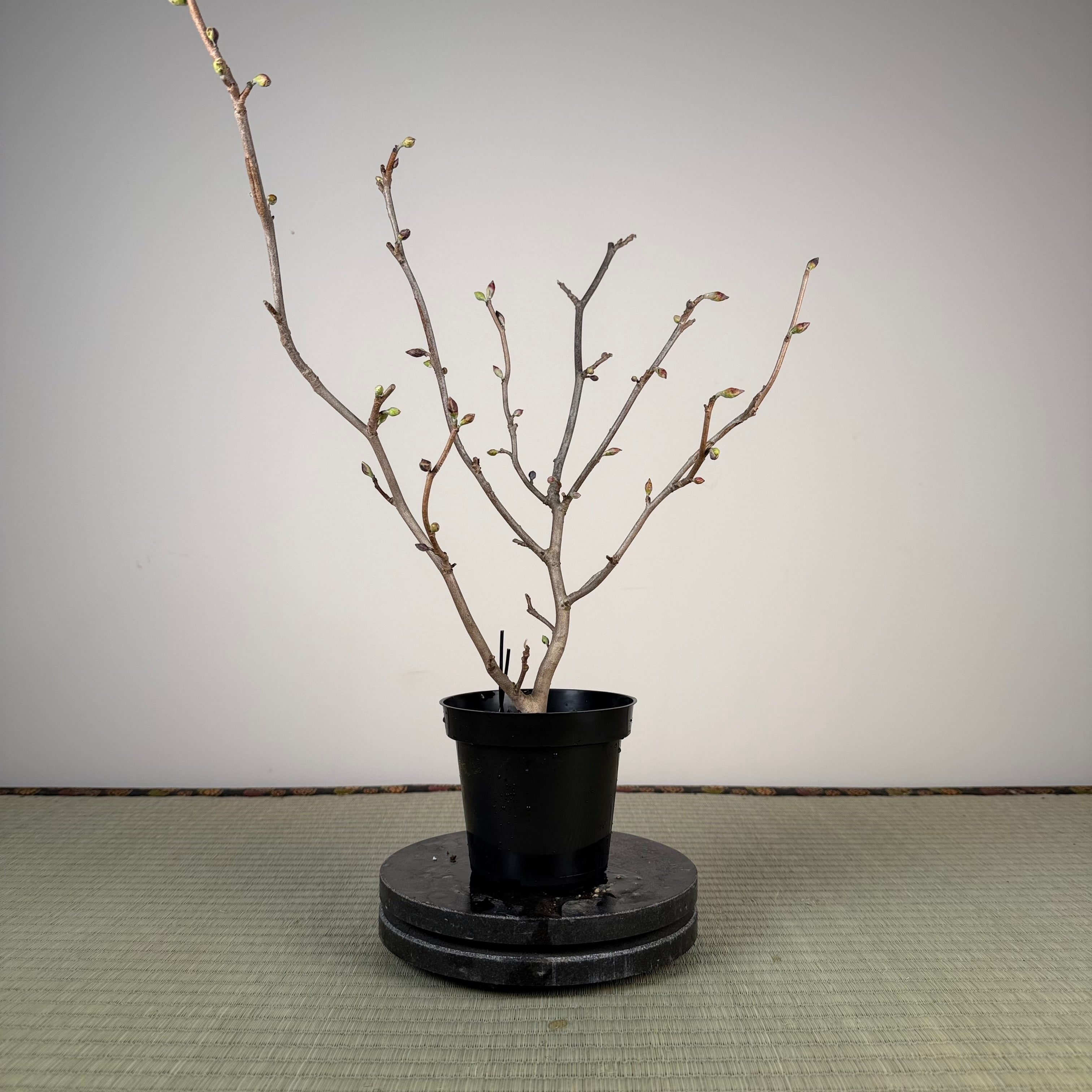 Corylopsis spicata