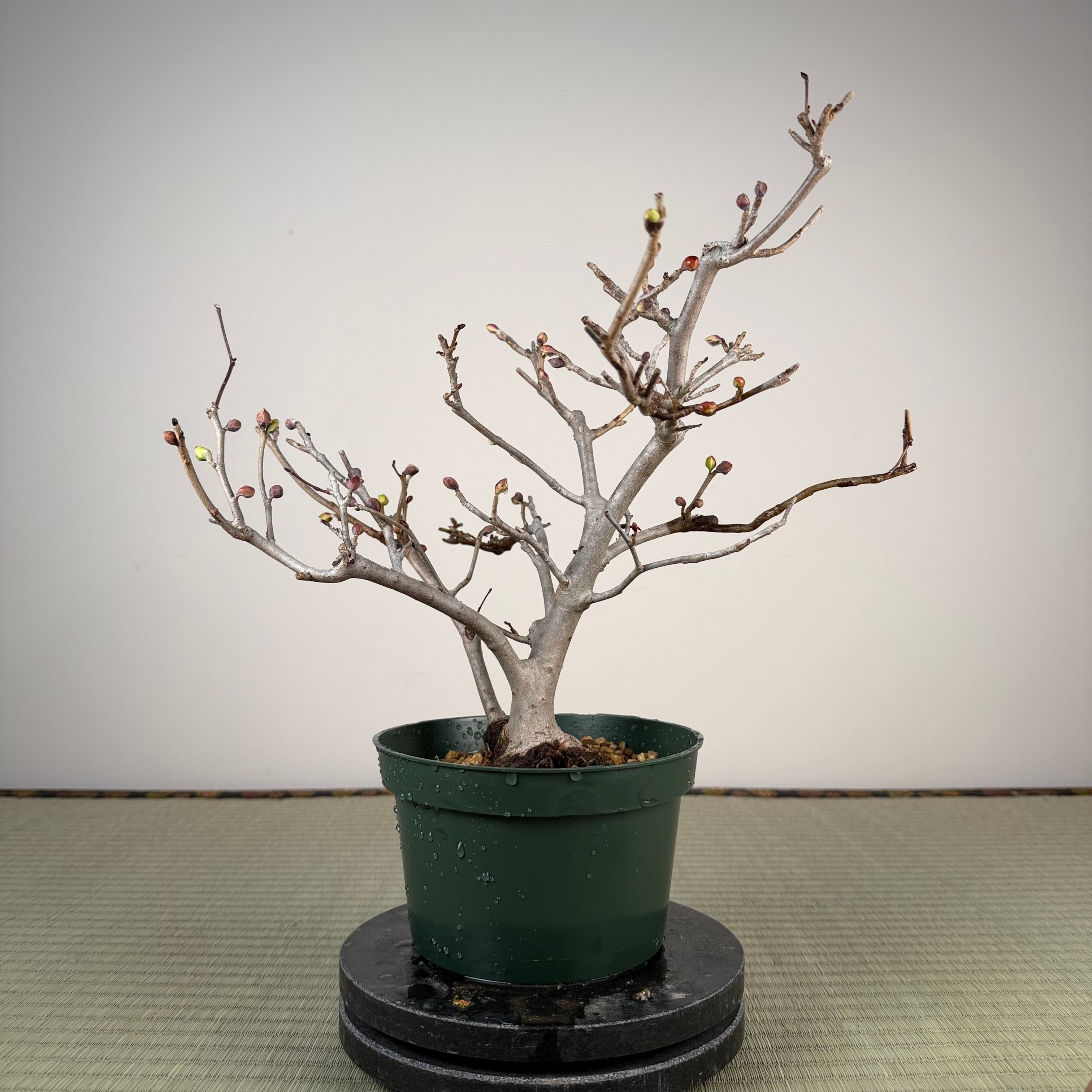 Corylopsis spicata