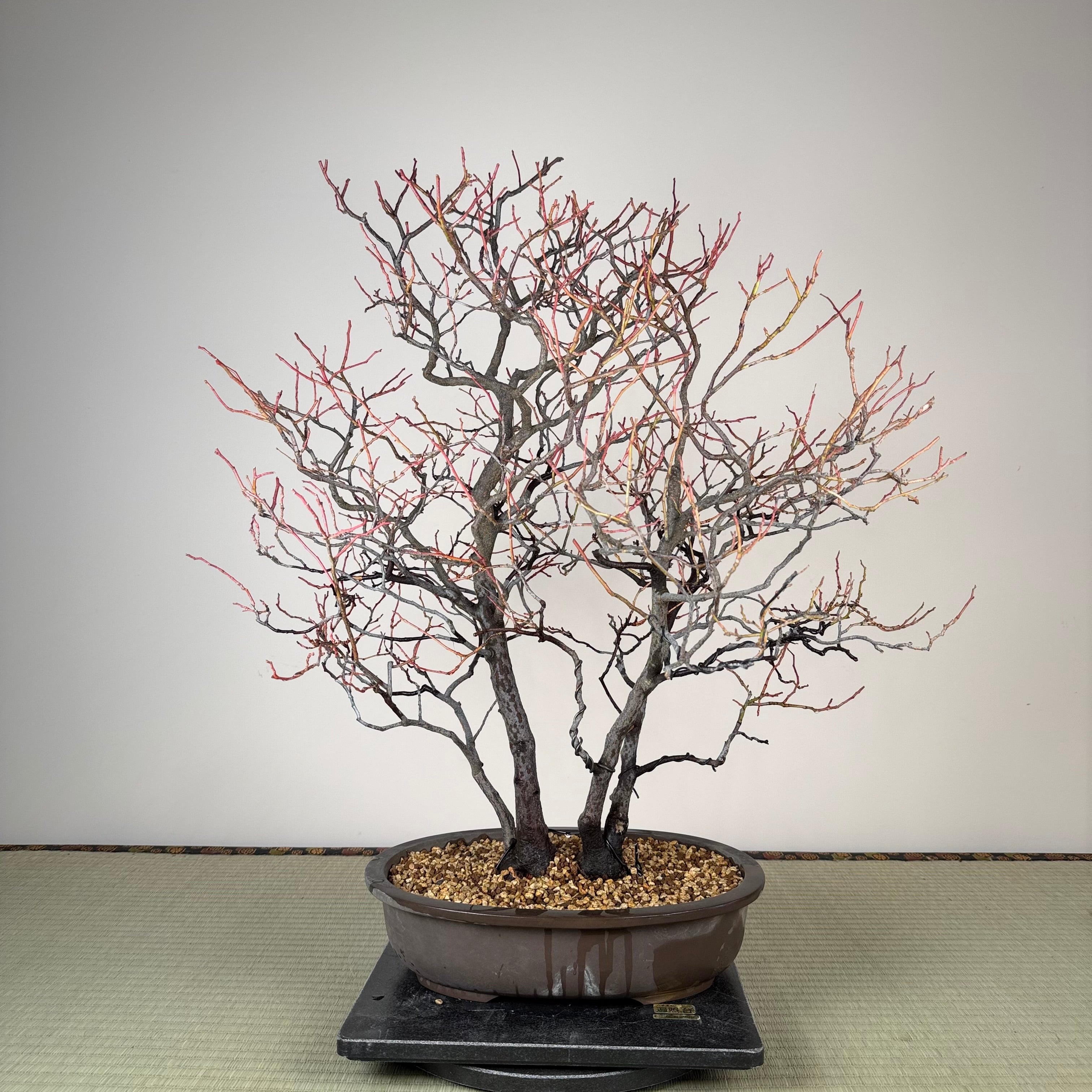 Itea japonica