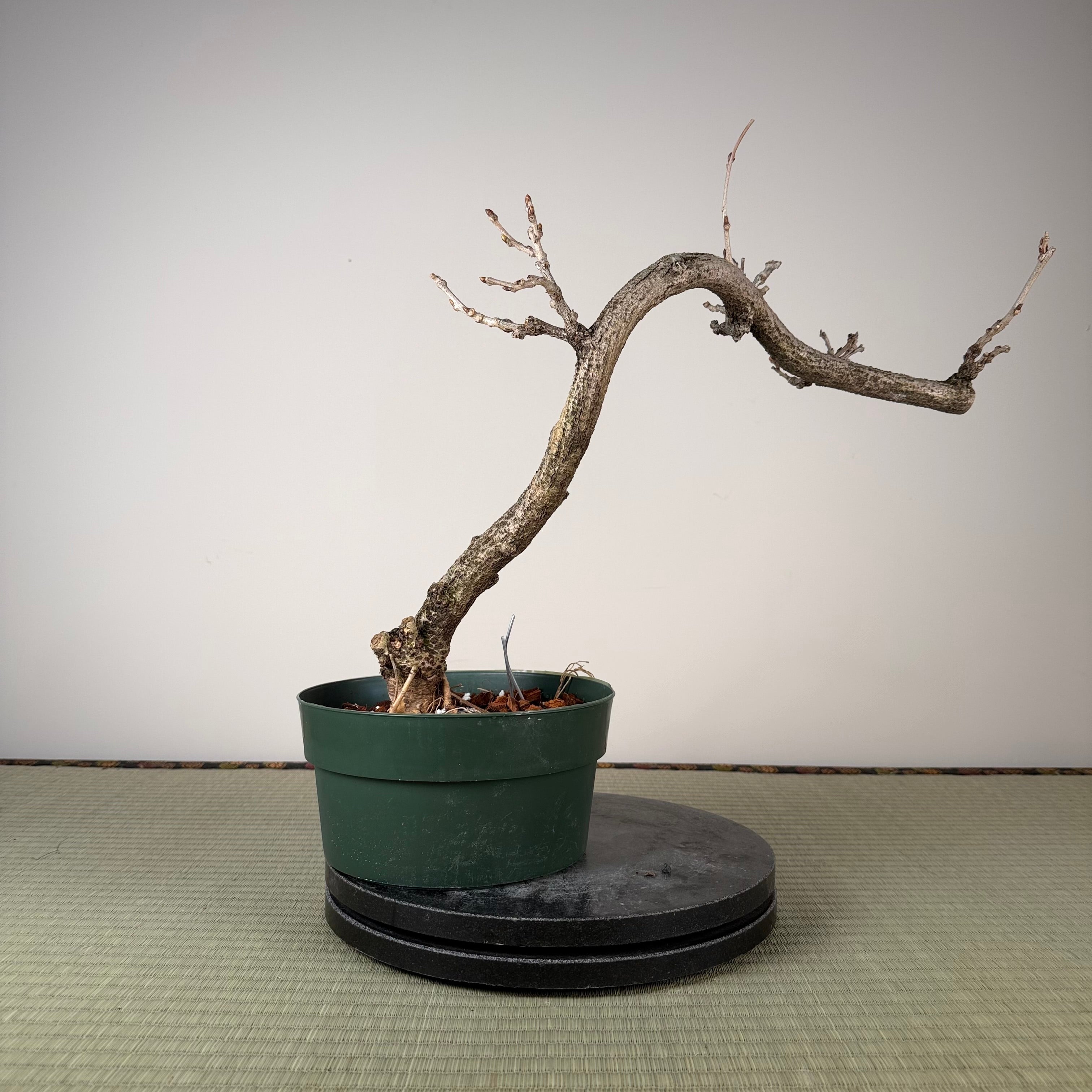Glycine floribunda