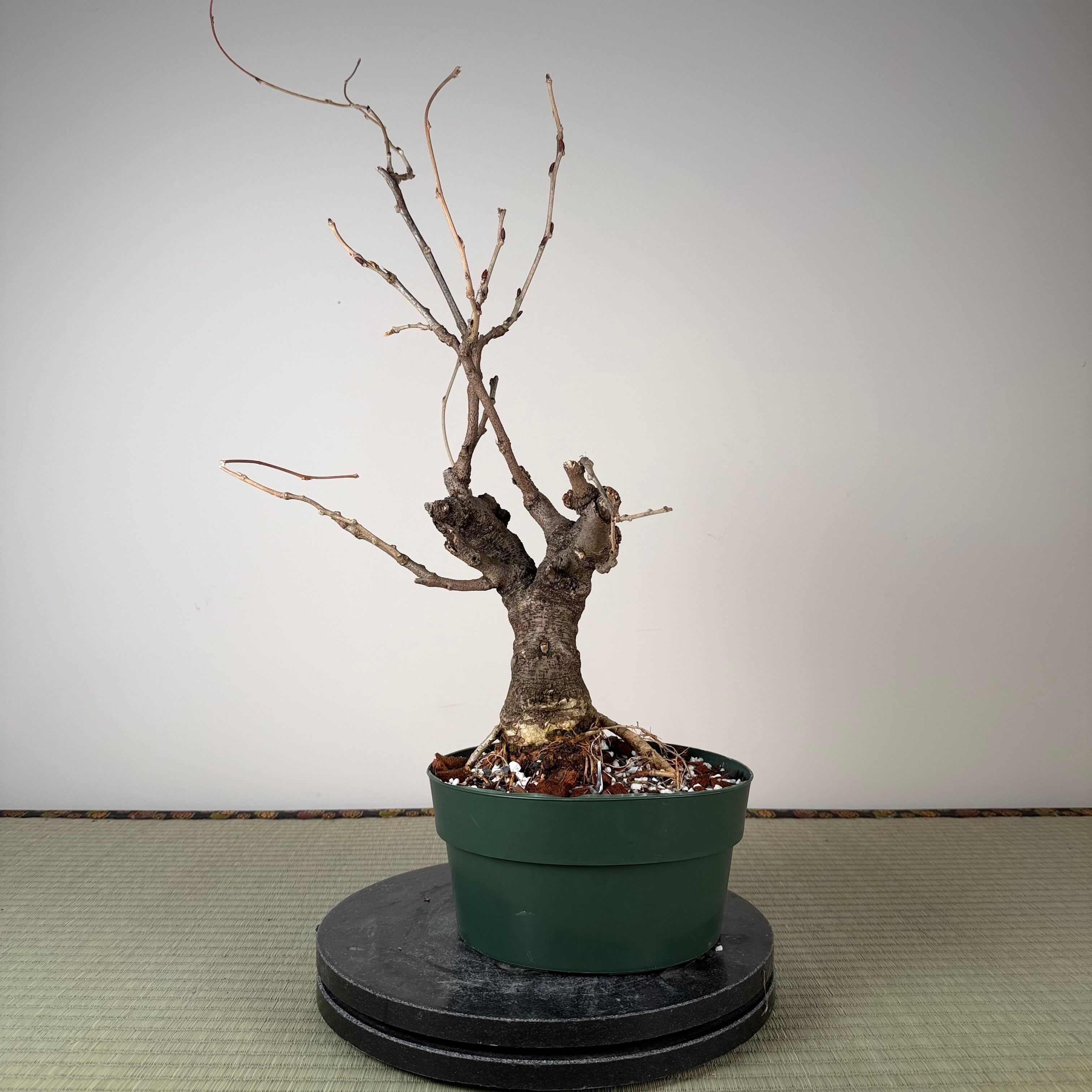 Wisteria floribunda