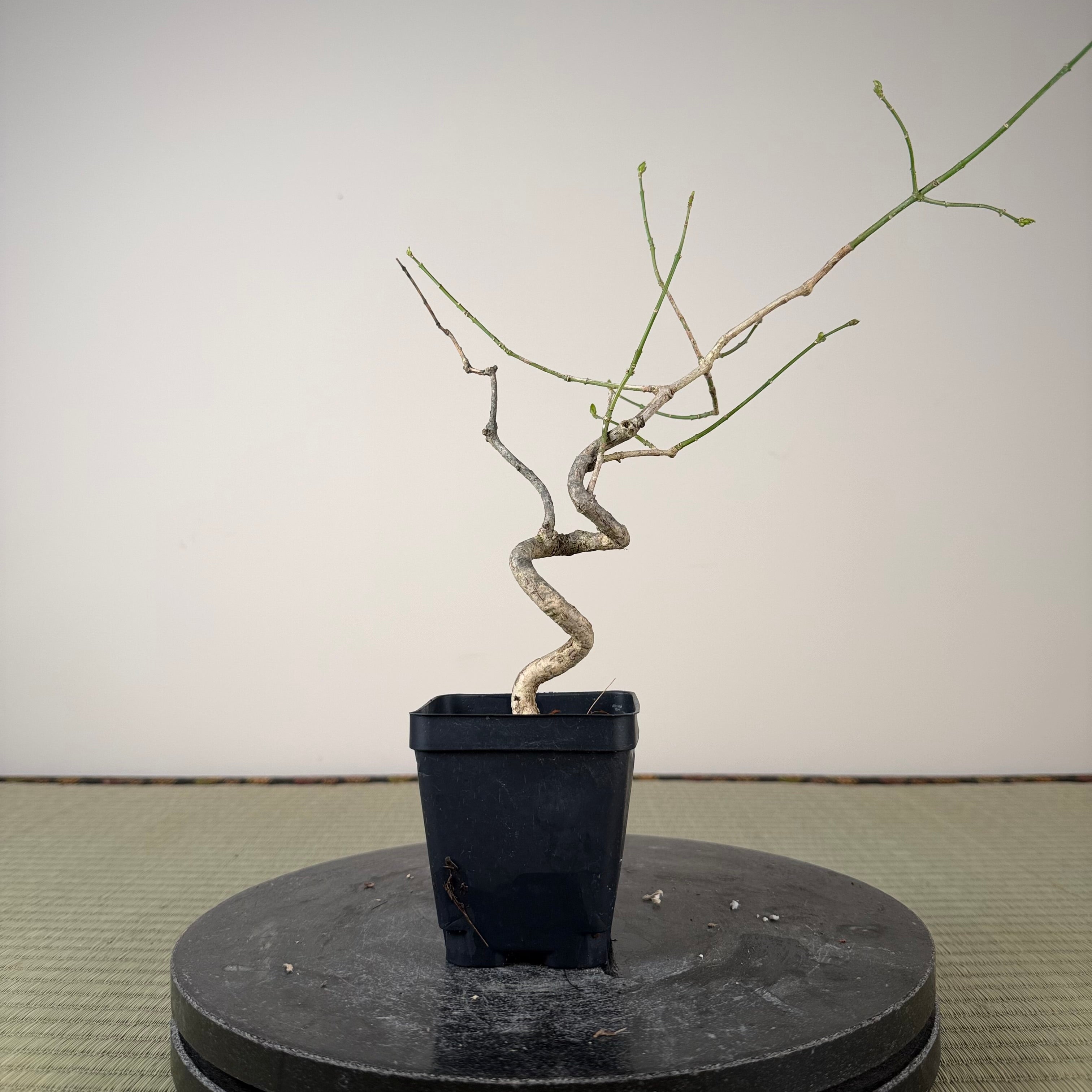 Euonymus