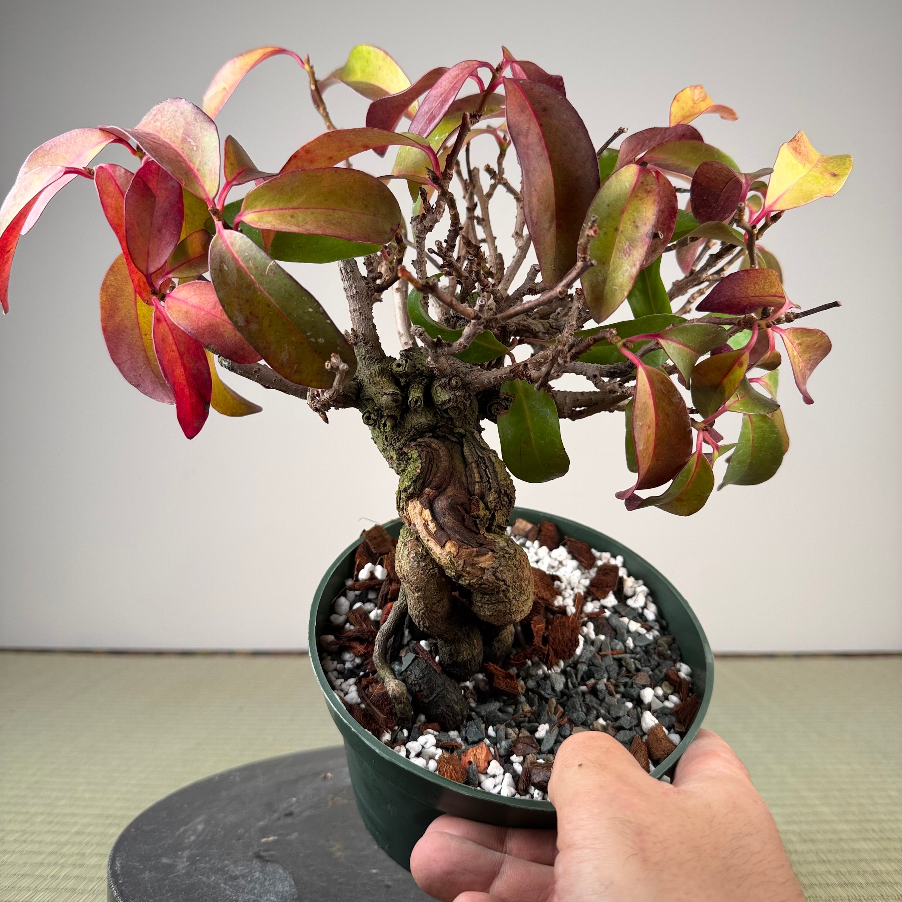 Kadsura japonica