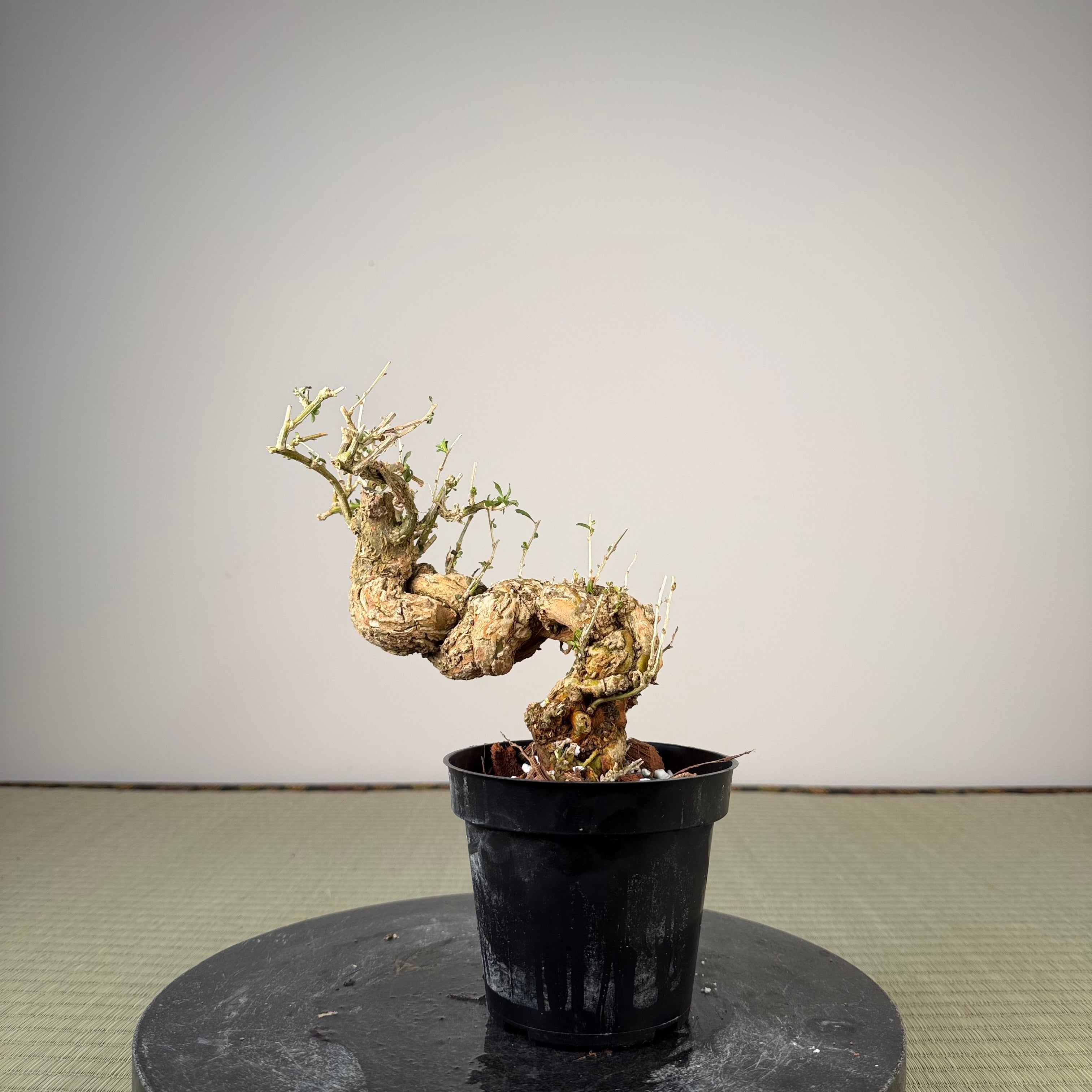 Lycium chinense (au choix du chef)