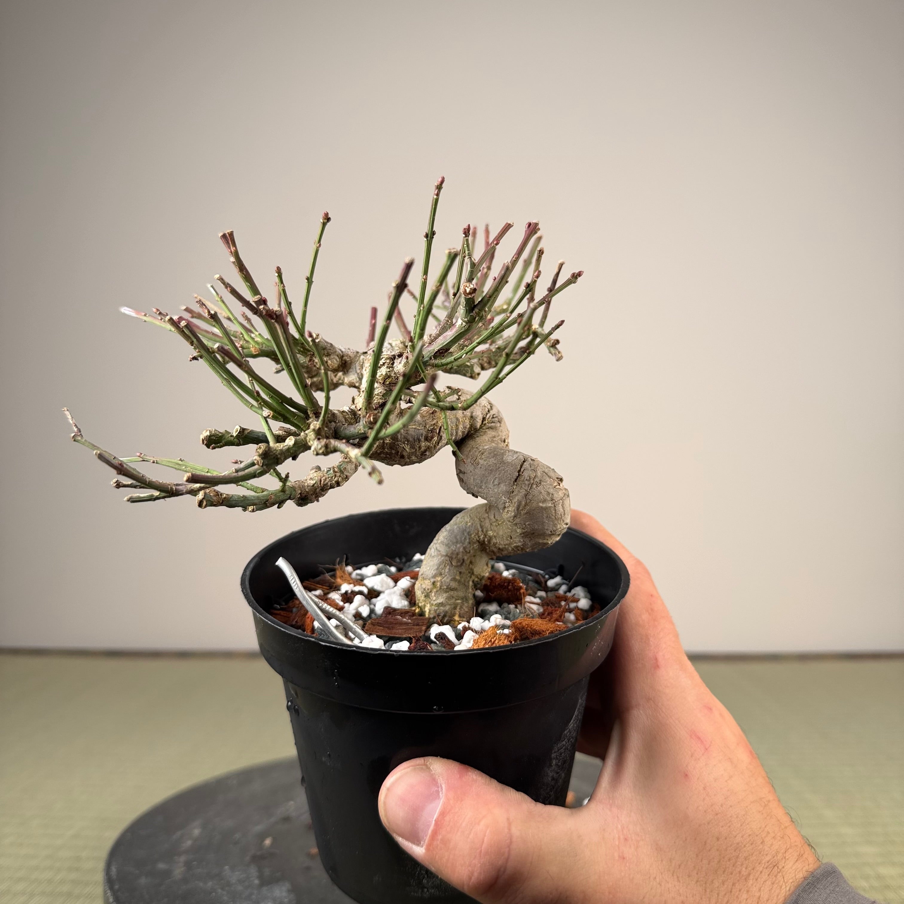 Euonymus
