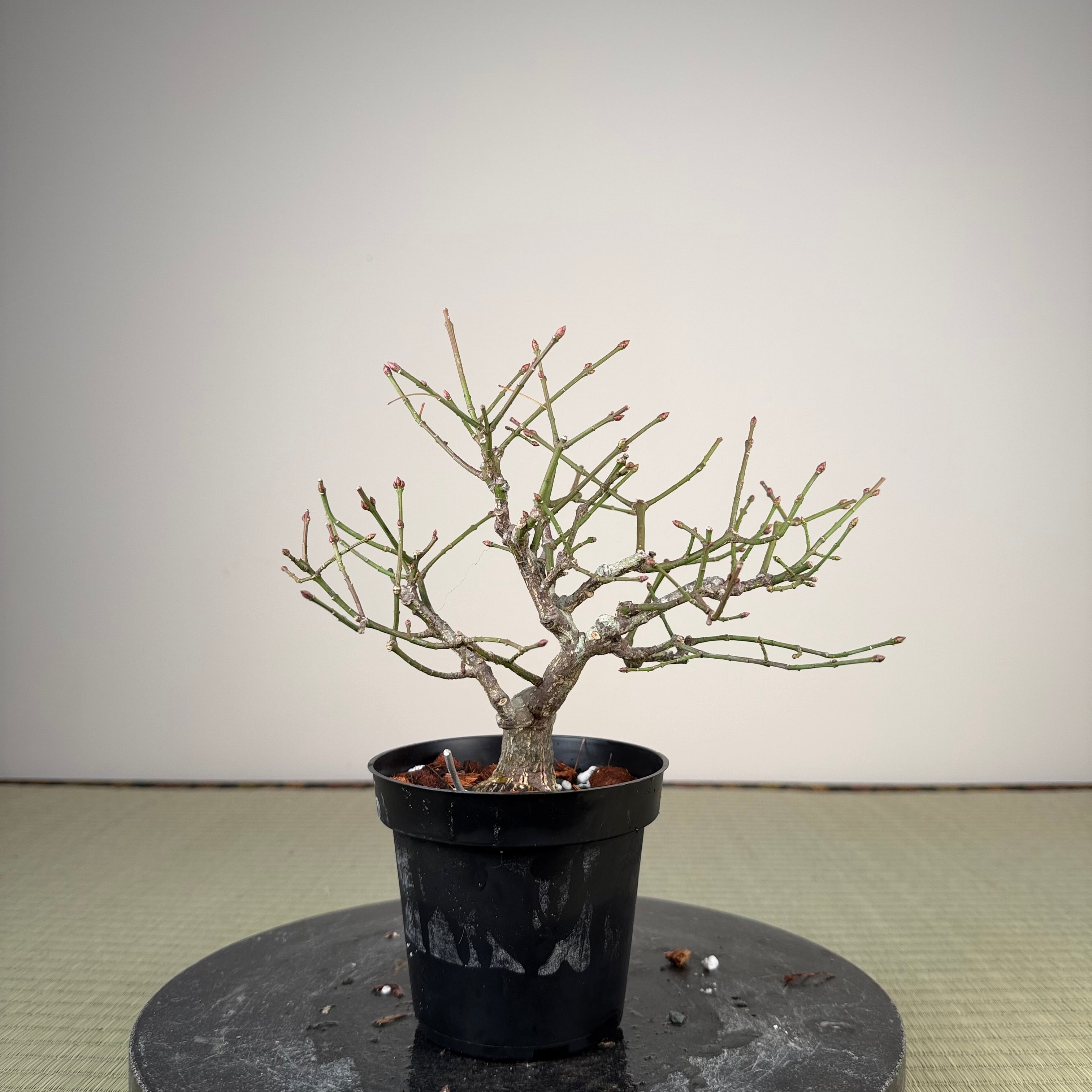 Euonymus