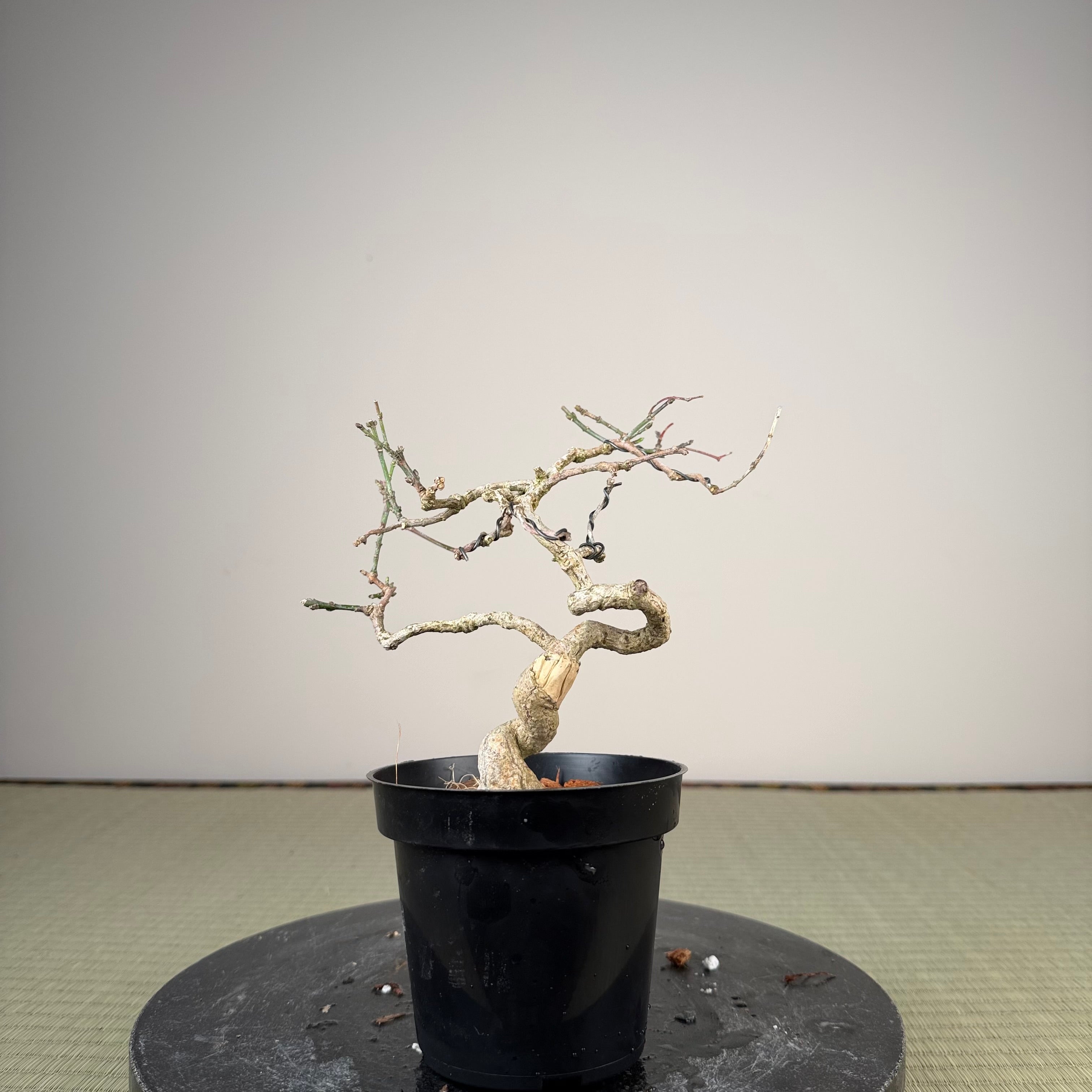 Euonymus