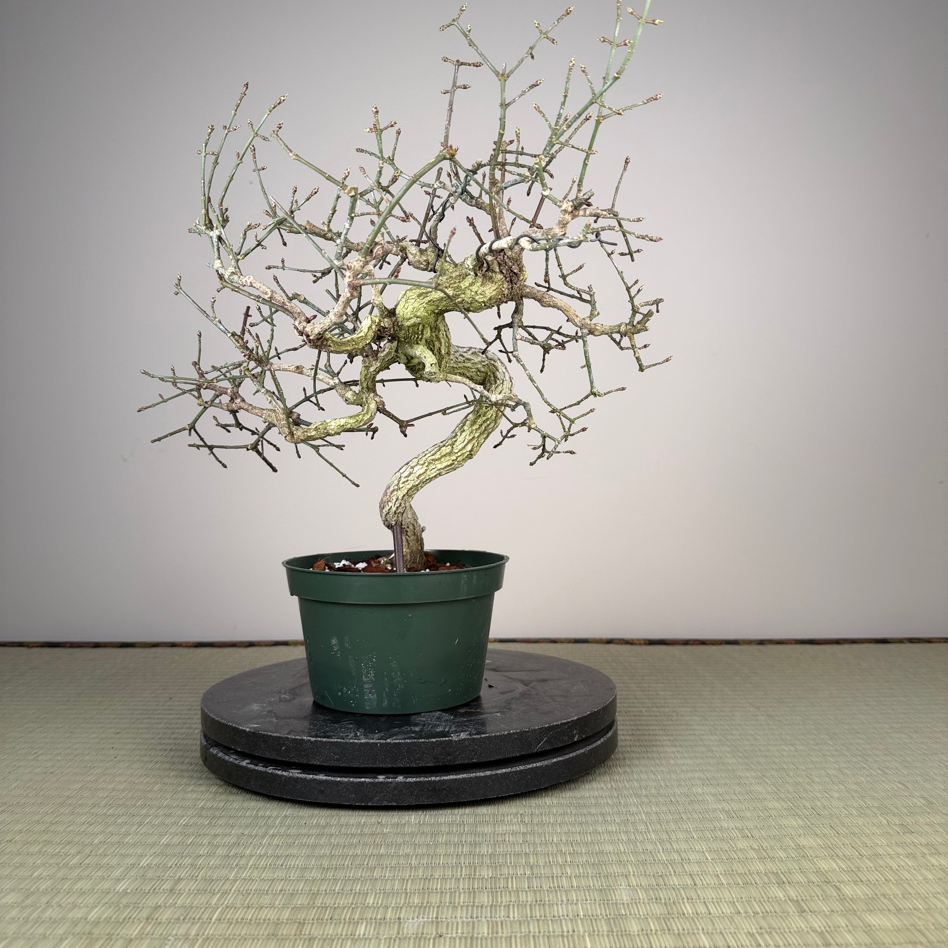 Euonymus