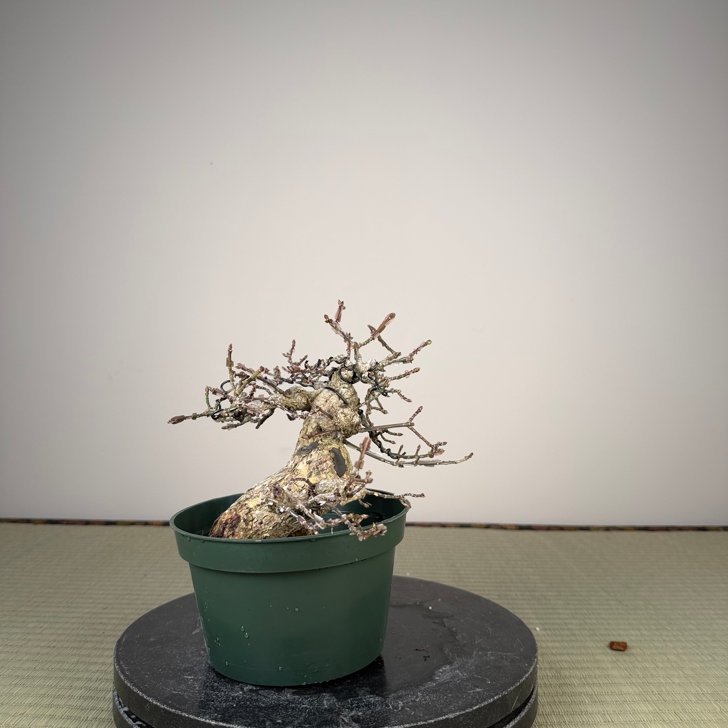 Euonymus