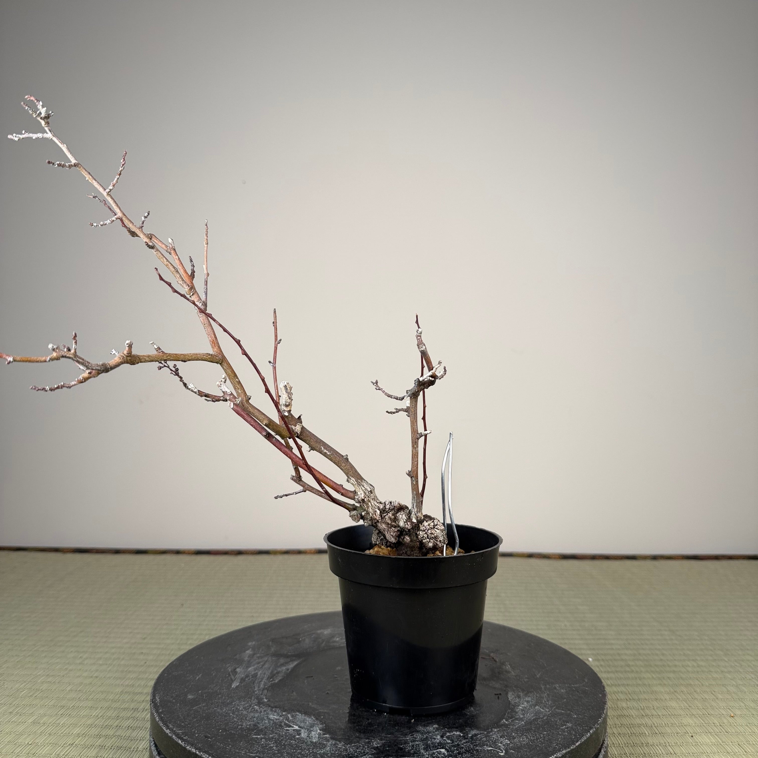 Berchemia racemosa