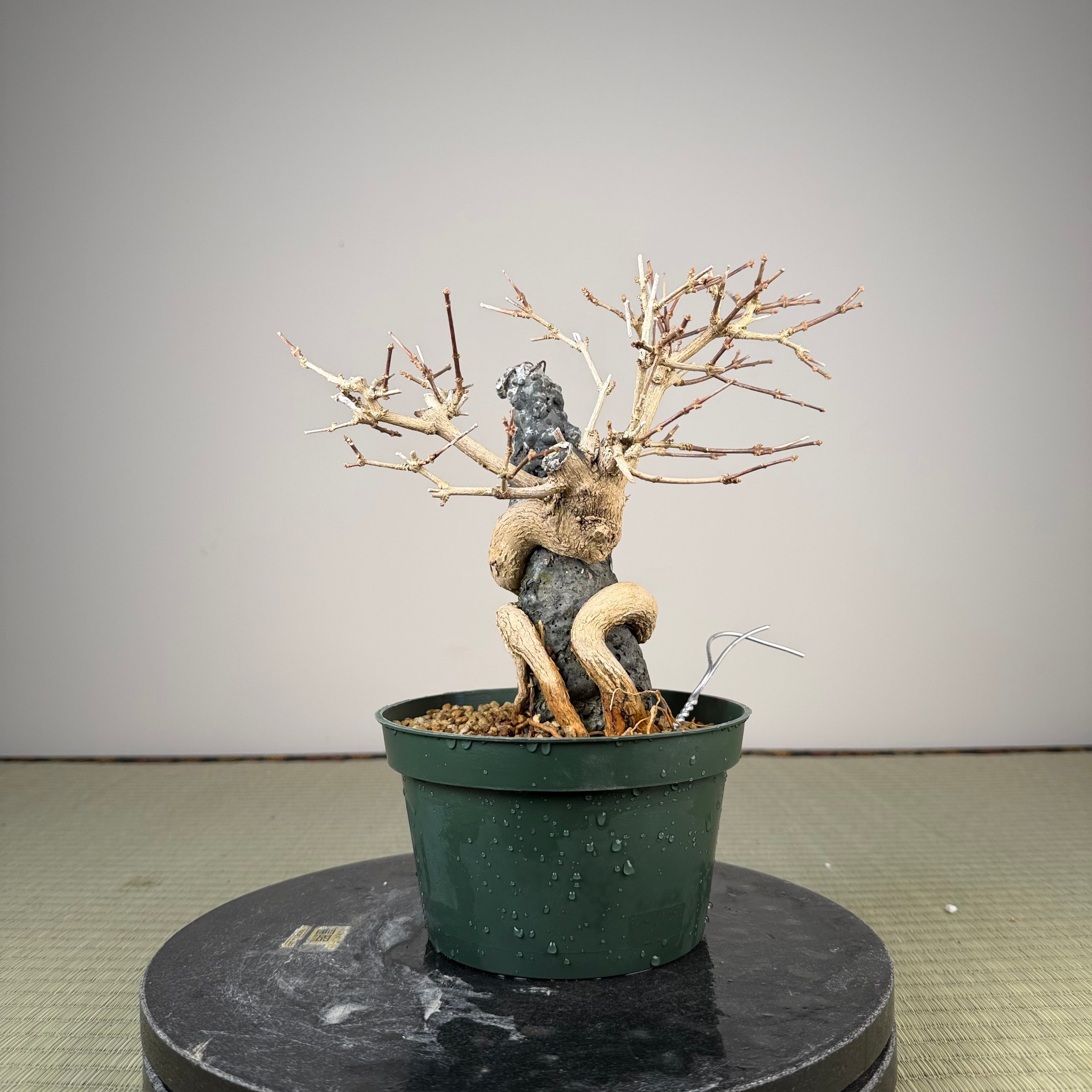 Premna japonica