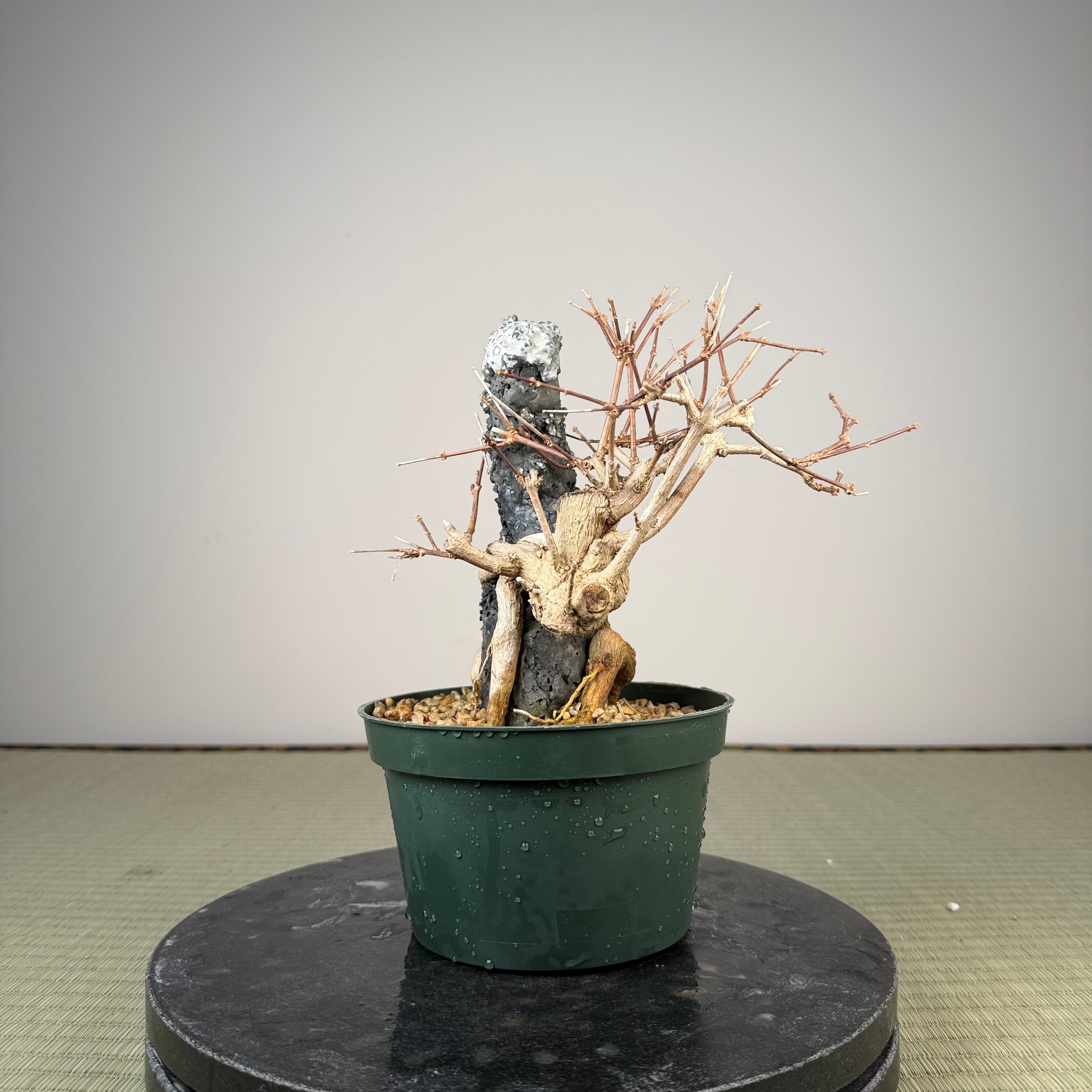 Premna japonica