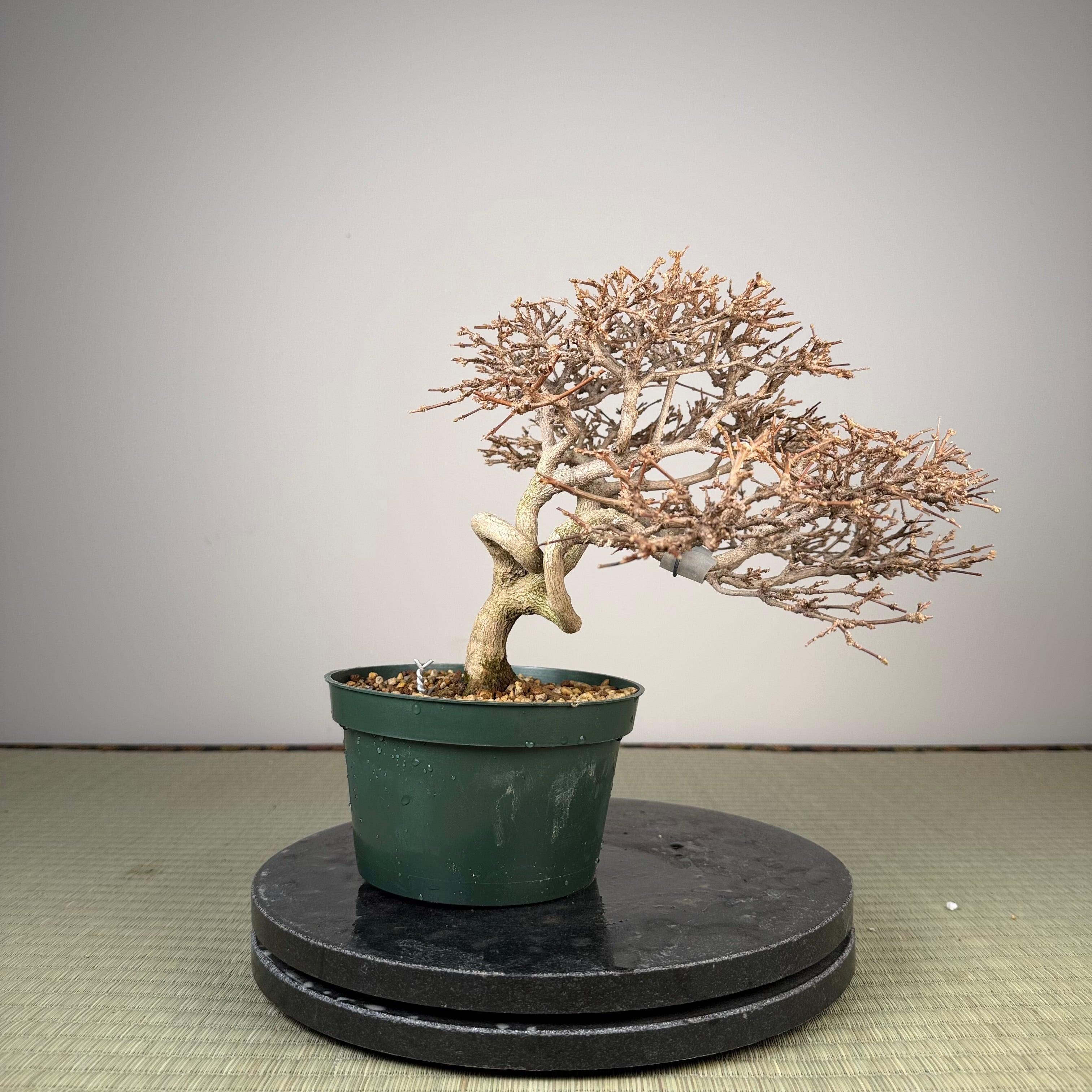 Premna japonica