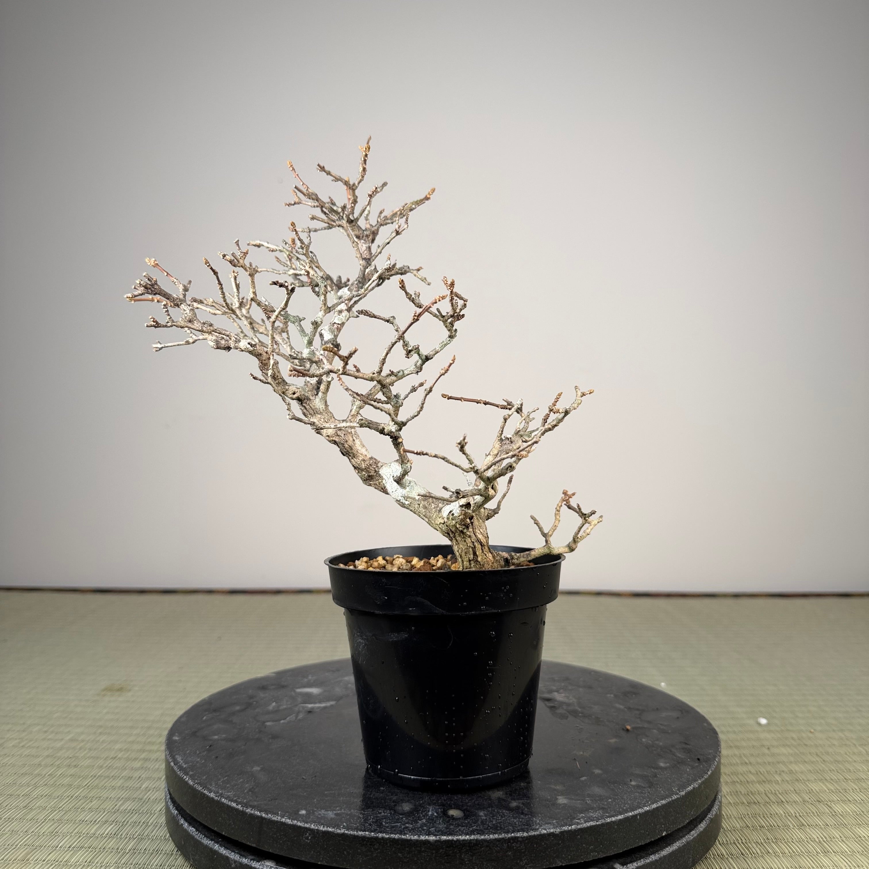 Premna japonica