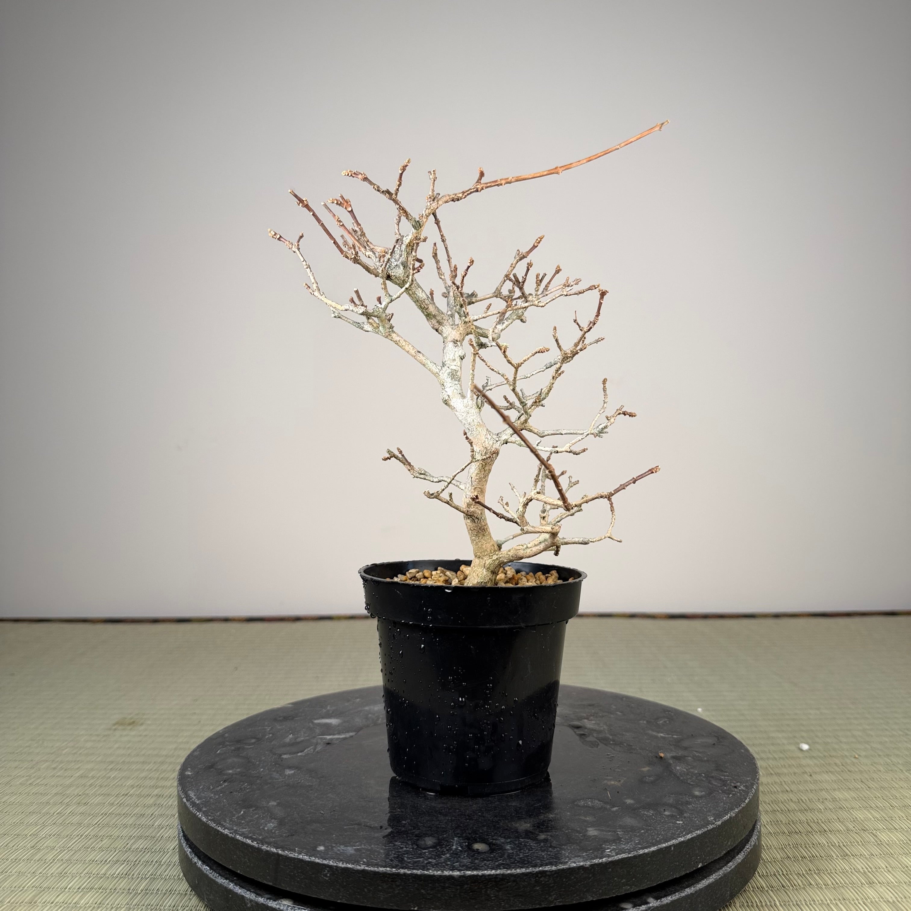 Premna japonica