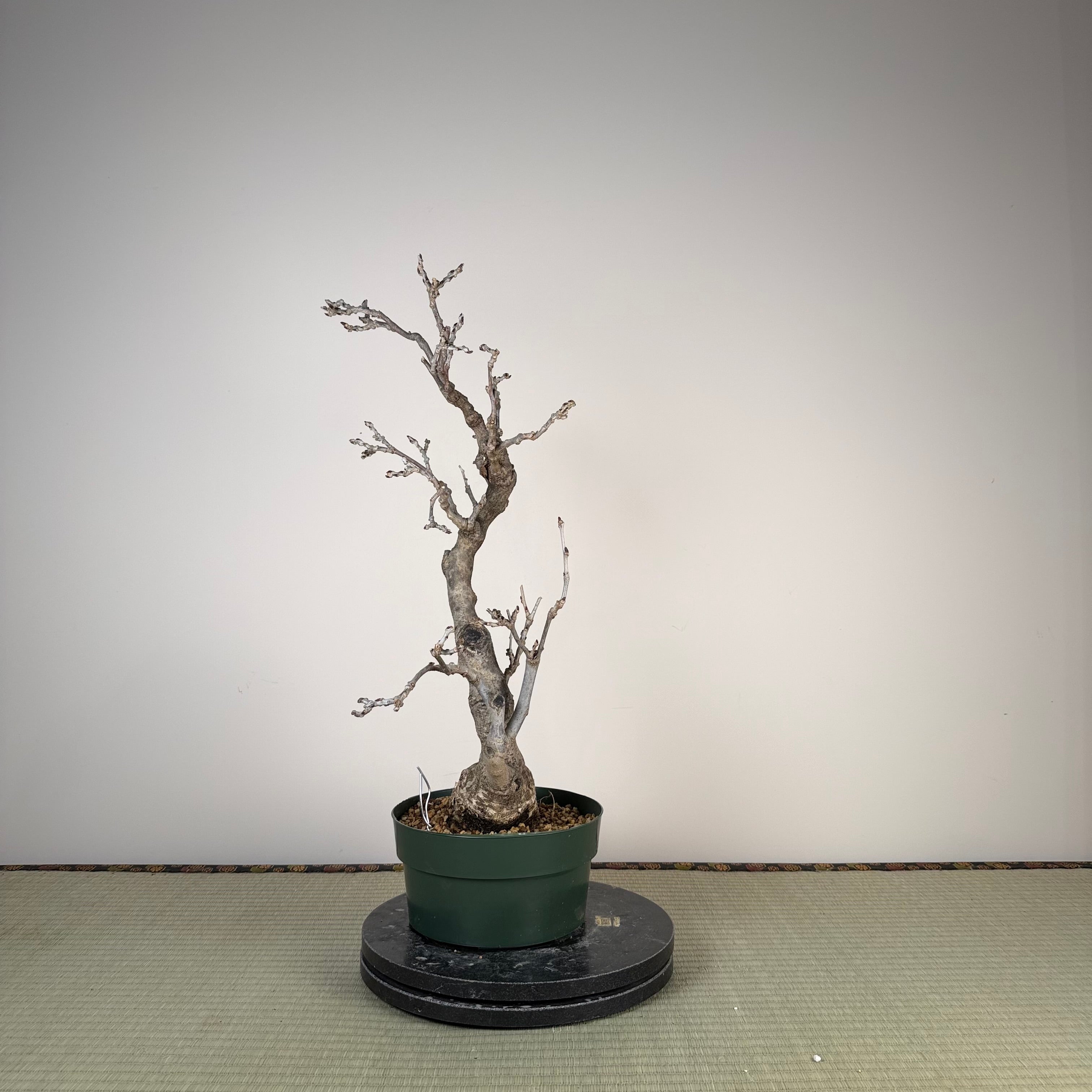 Wisteria floribunda