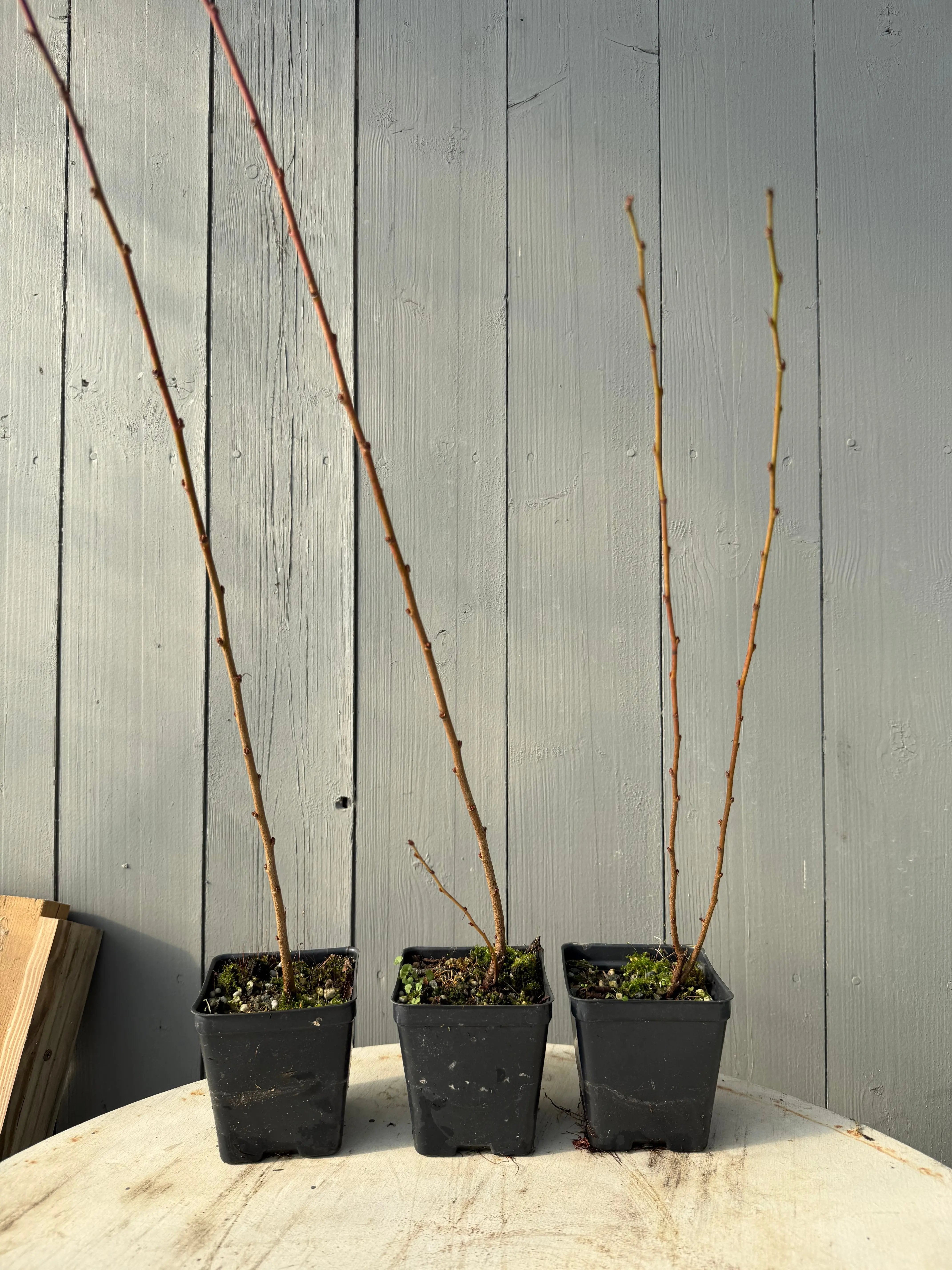 Prunus glandulosa Canada Bonsai
