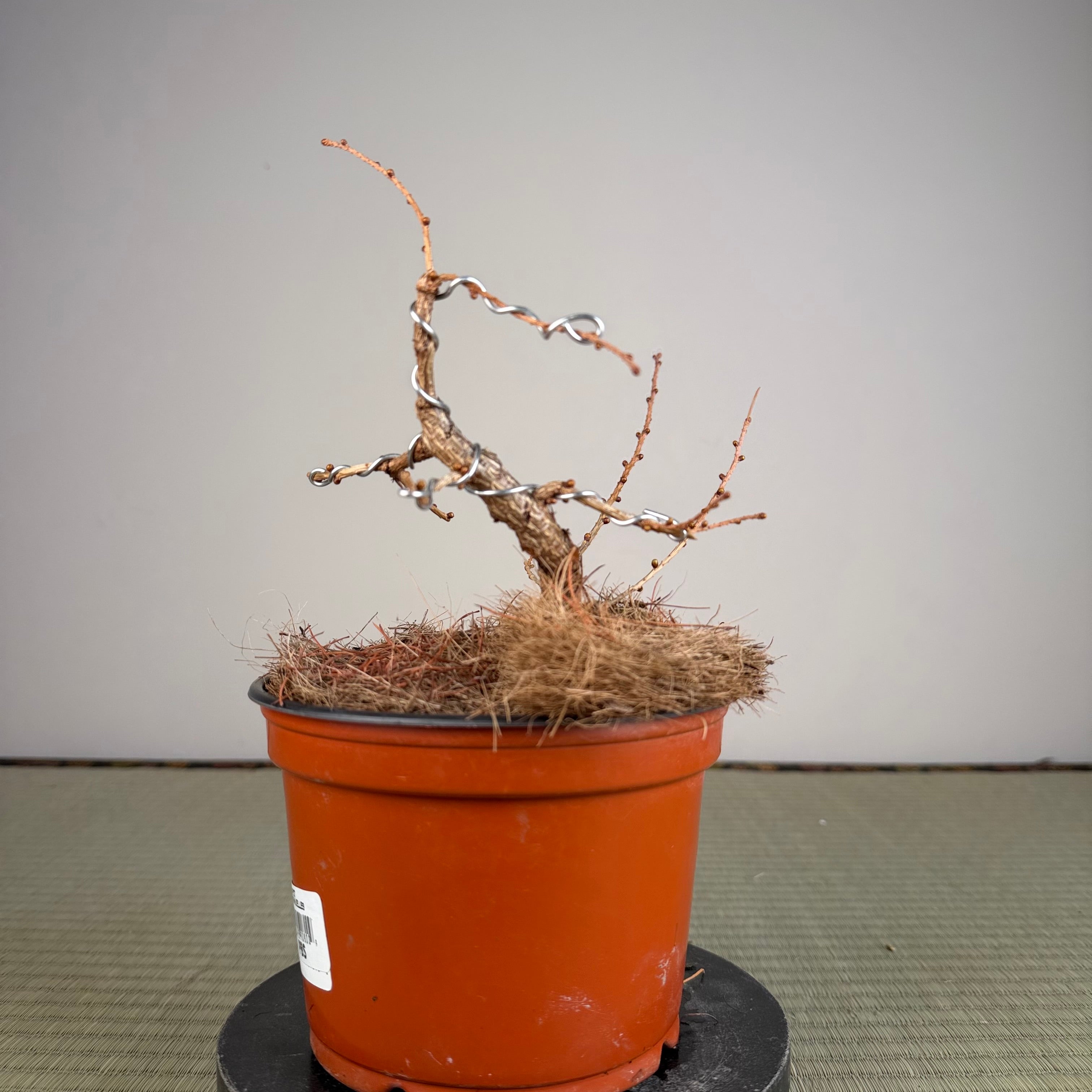 Larix leptolepsis