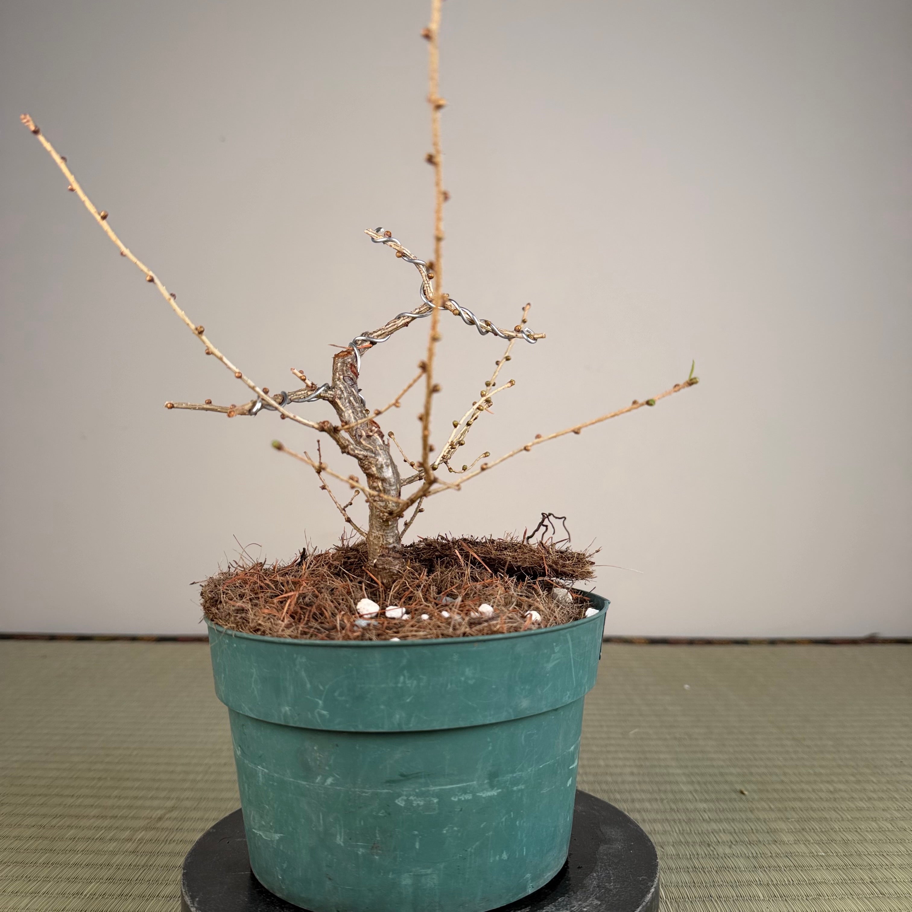 Larix leptolepsis