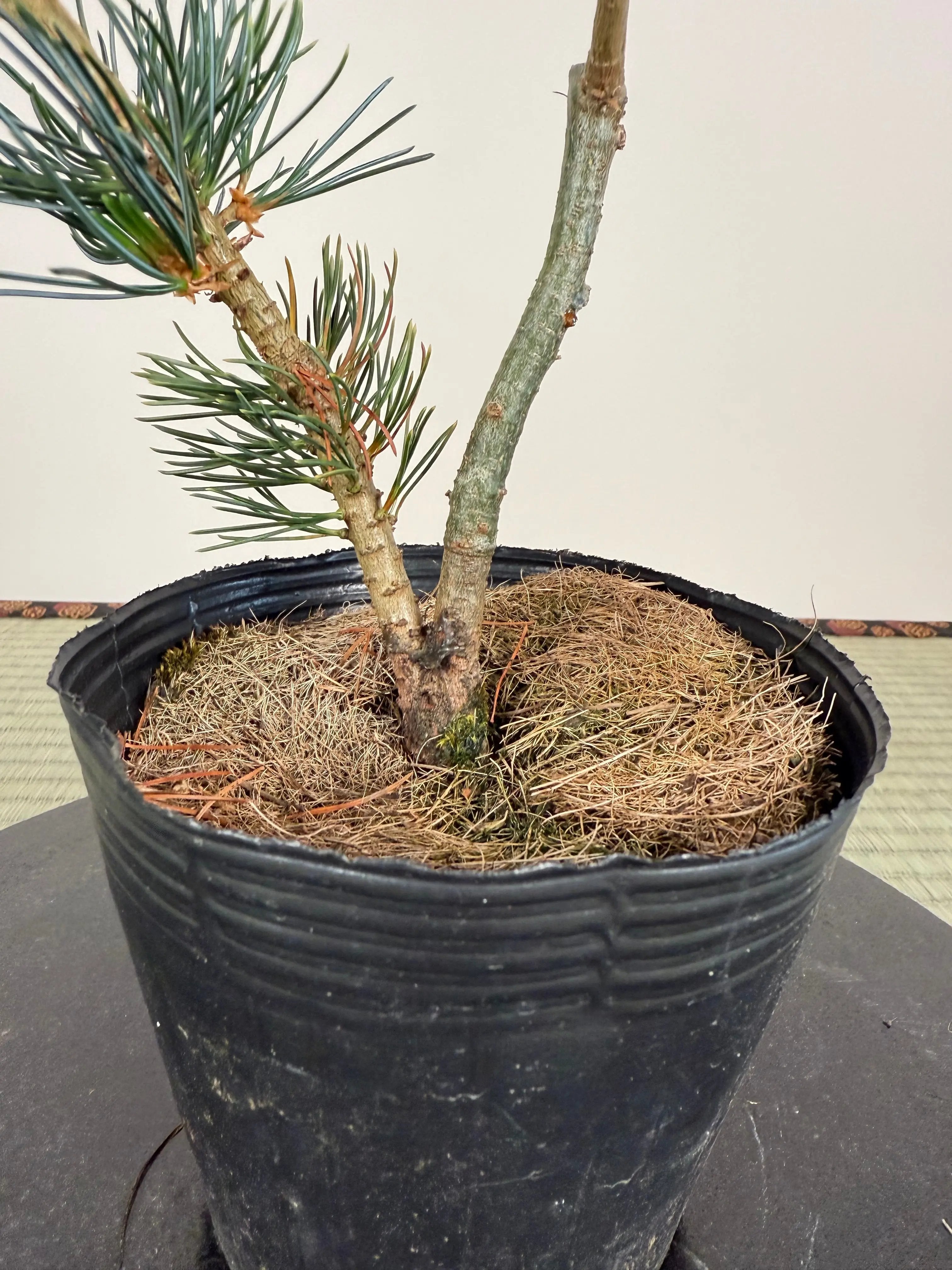 Pinus parviflora 'Kokonoe' Canada Bonsai