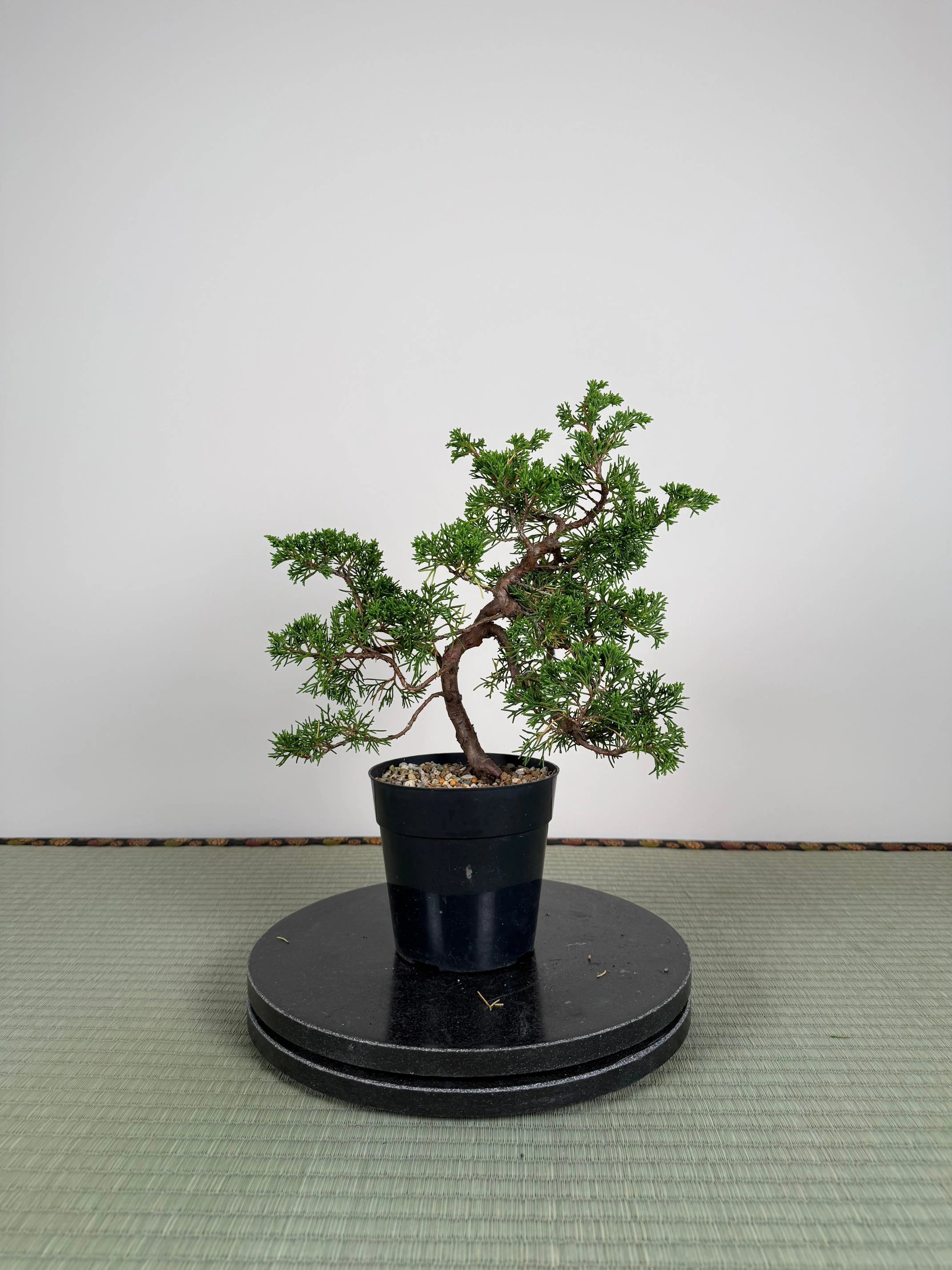Juniperus chinensis Itoigawa Canada Bonsai