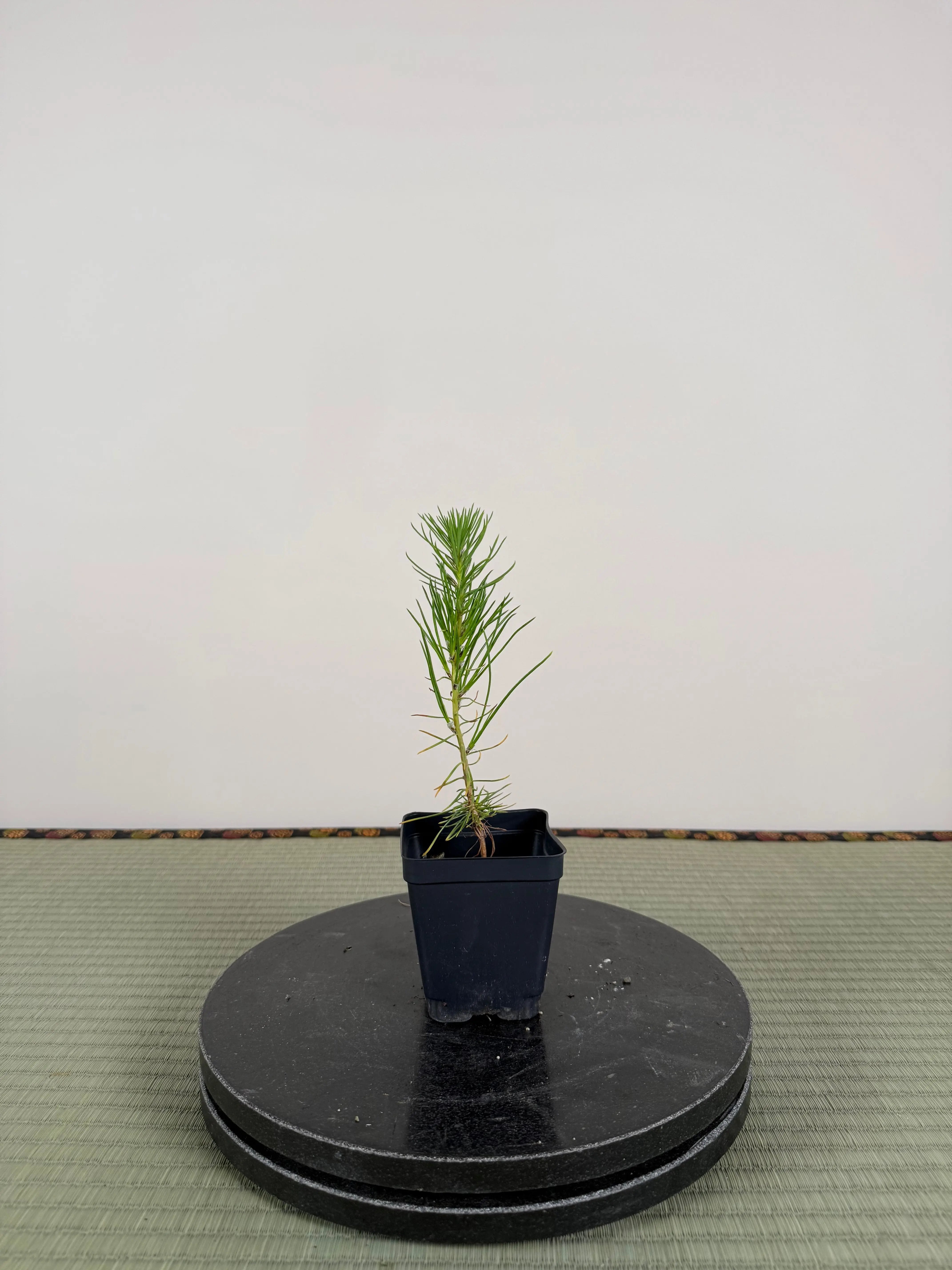 Pinus densiflora Canada Bonsai