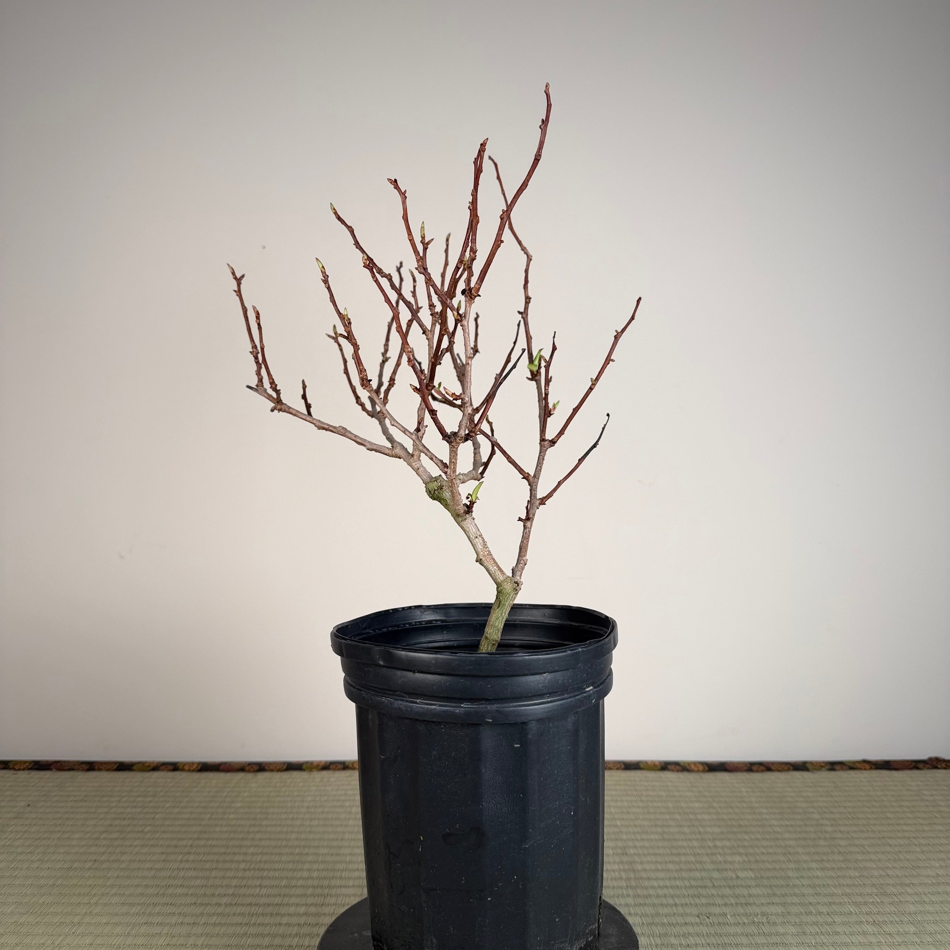 Kadsura japonica