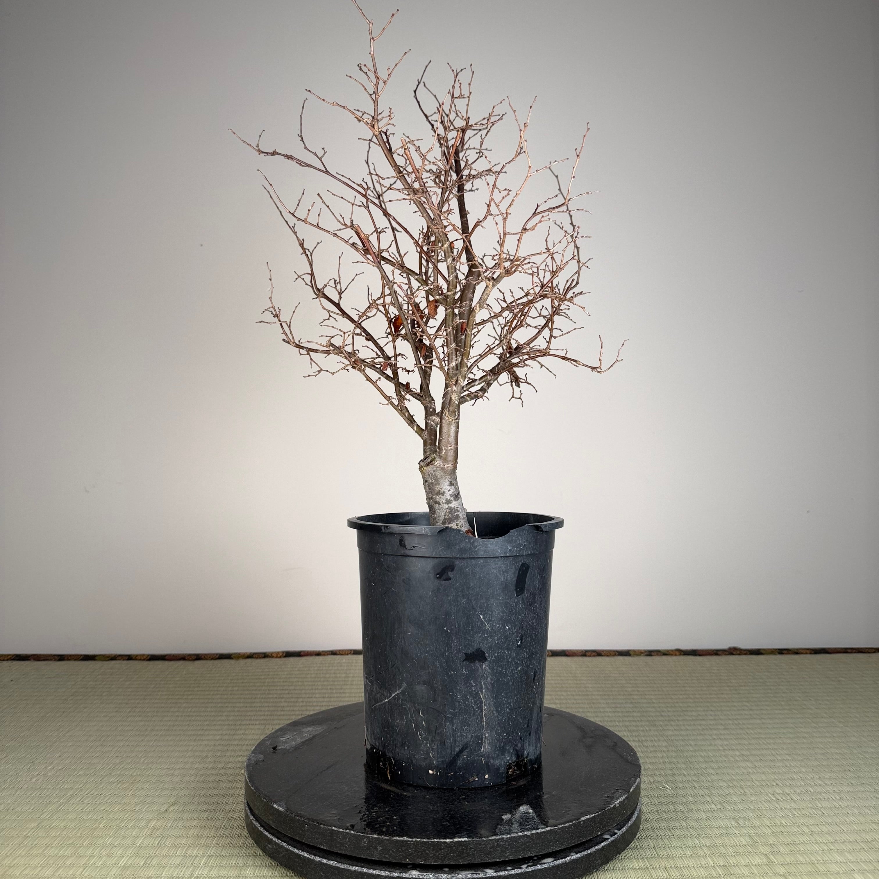 Zelkova serrata
