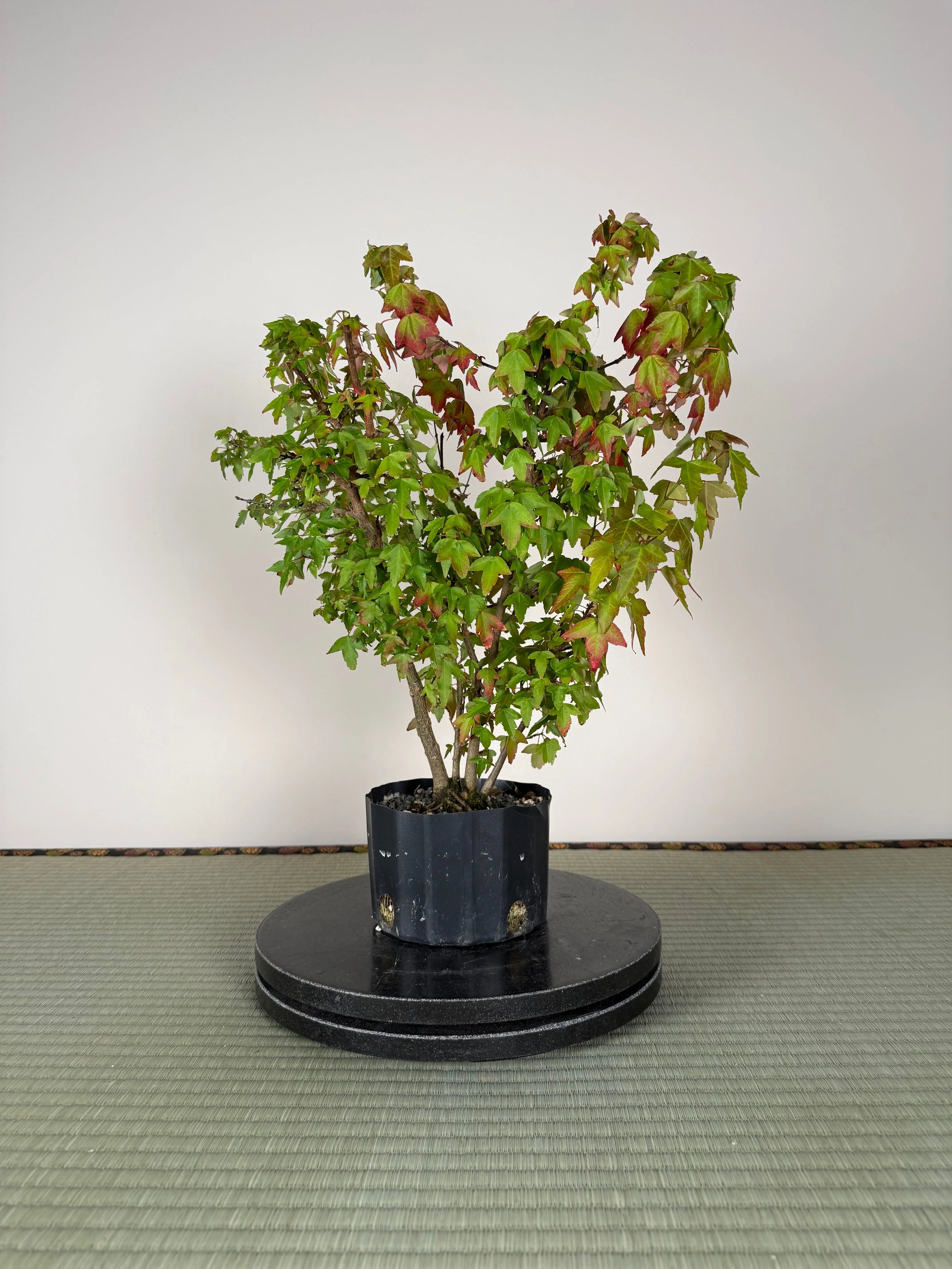 Acer buergerianum 'Fuyo-en' (Clump) Canada Bonsai