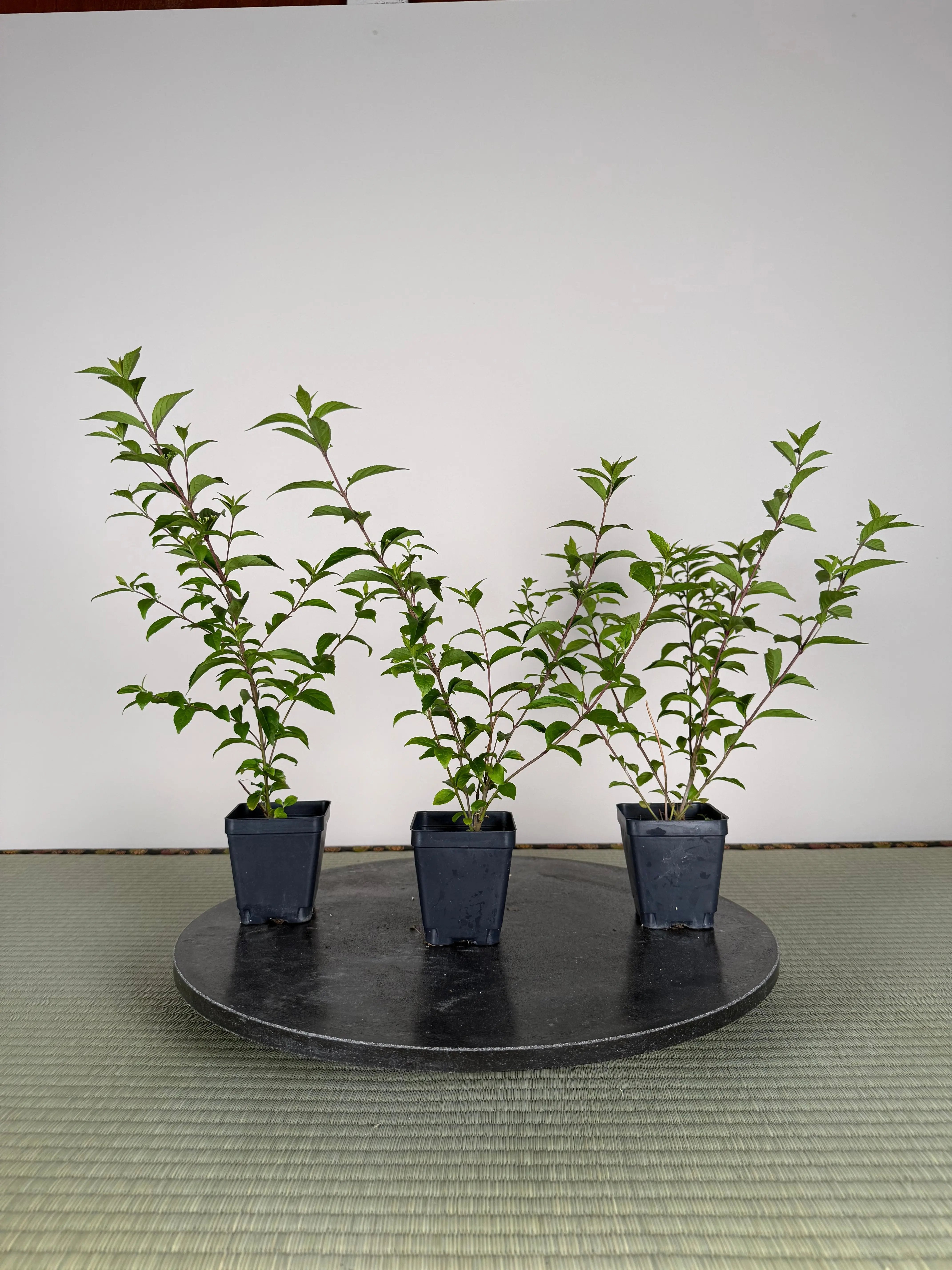 Callicarpa japonica (purple) Canada Bonsai