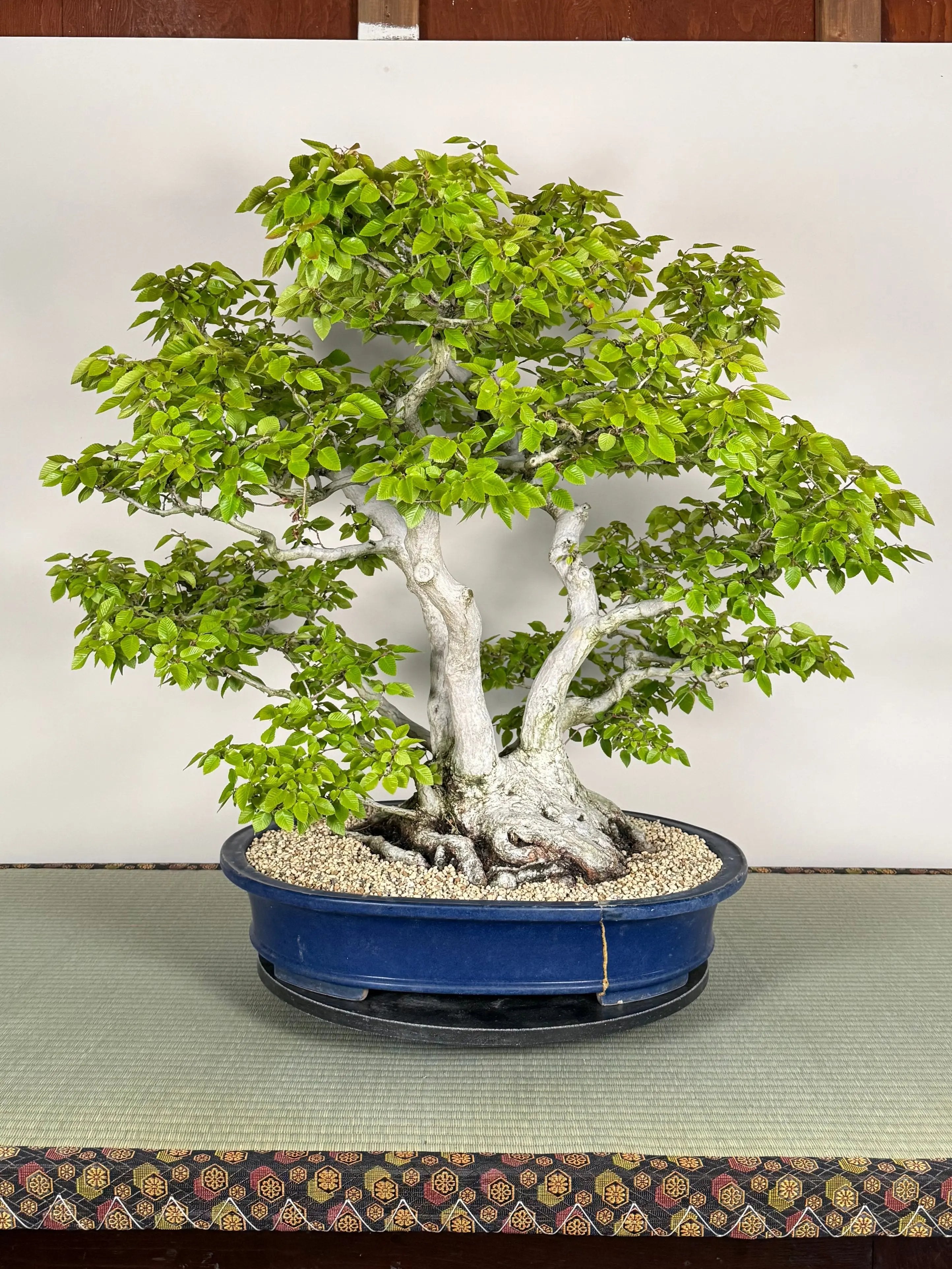 Carpinus turczaninowii Canada Bonsai