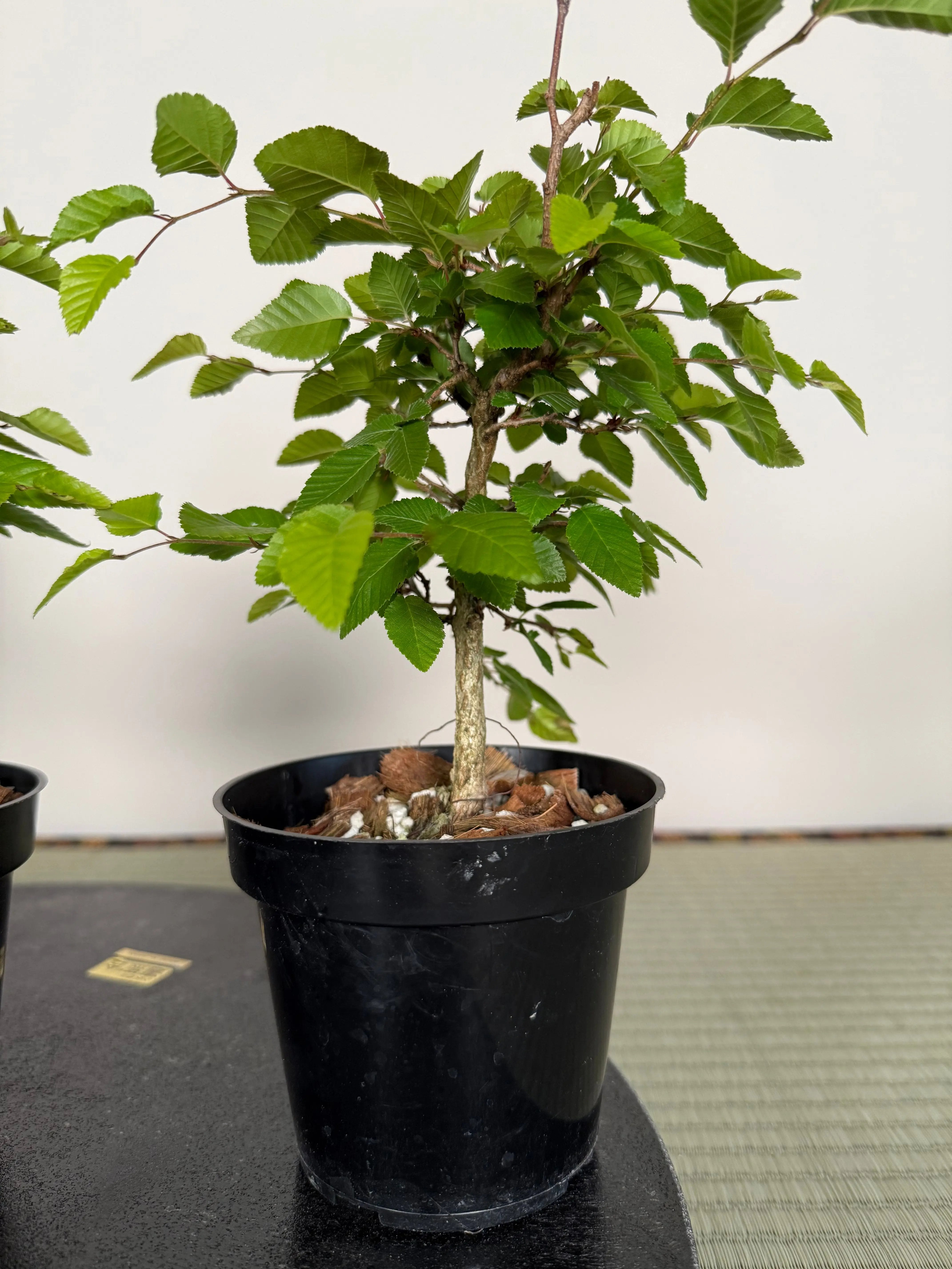 Carpinus turczaninowii Canada Bonsai