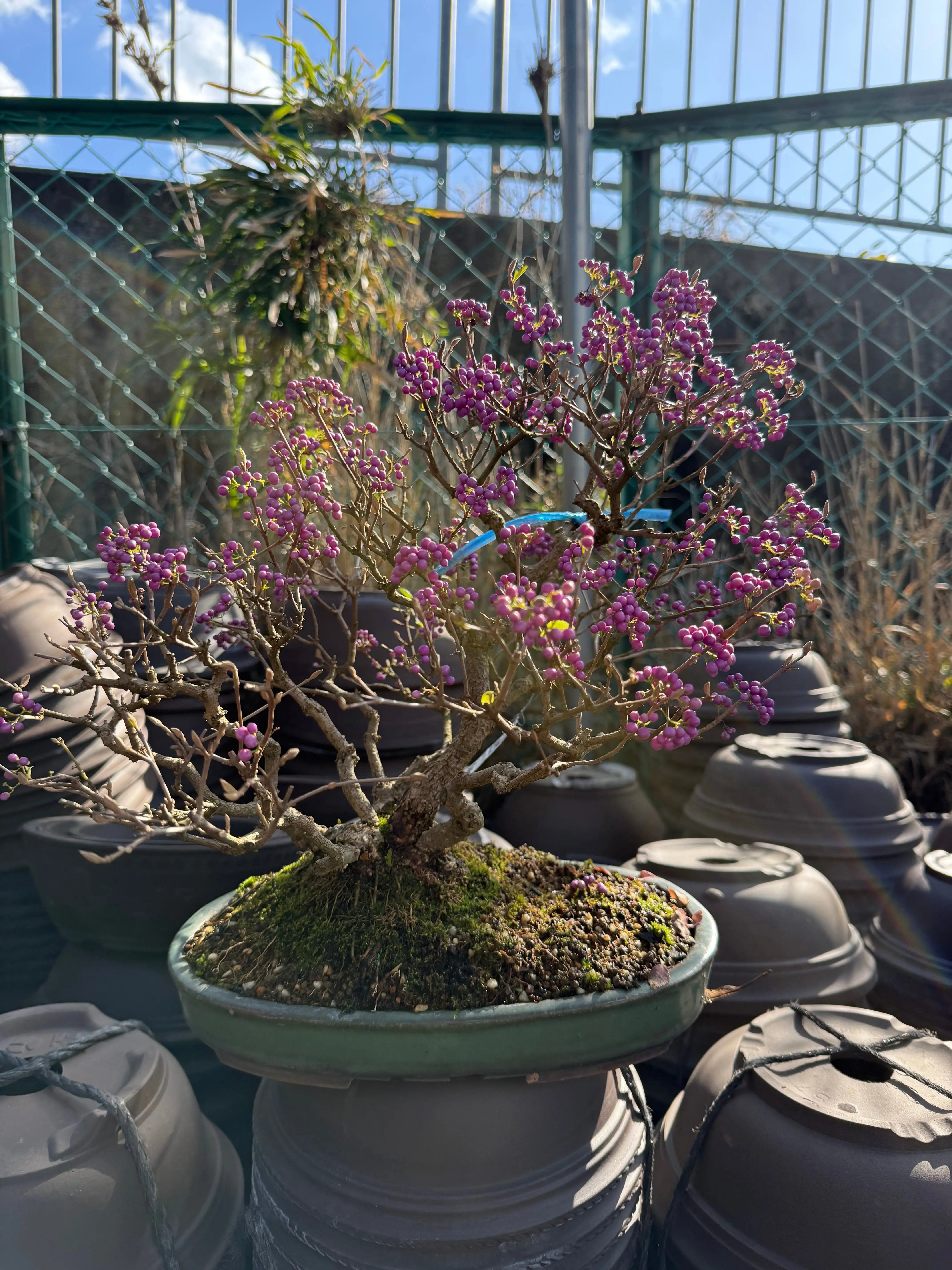 Callicarpa japonica Canada Bonsai