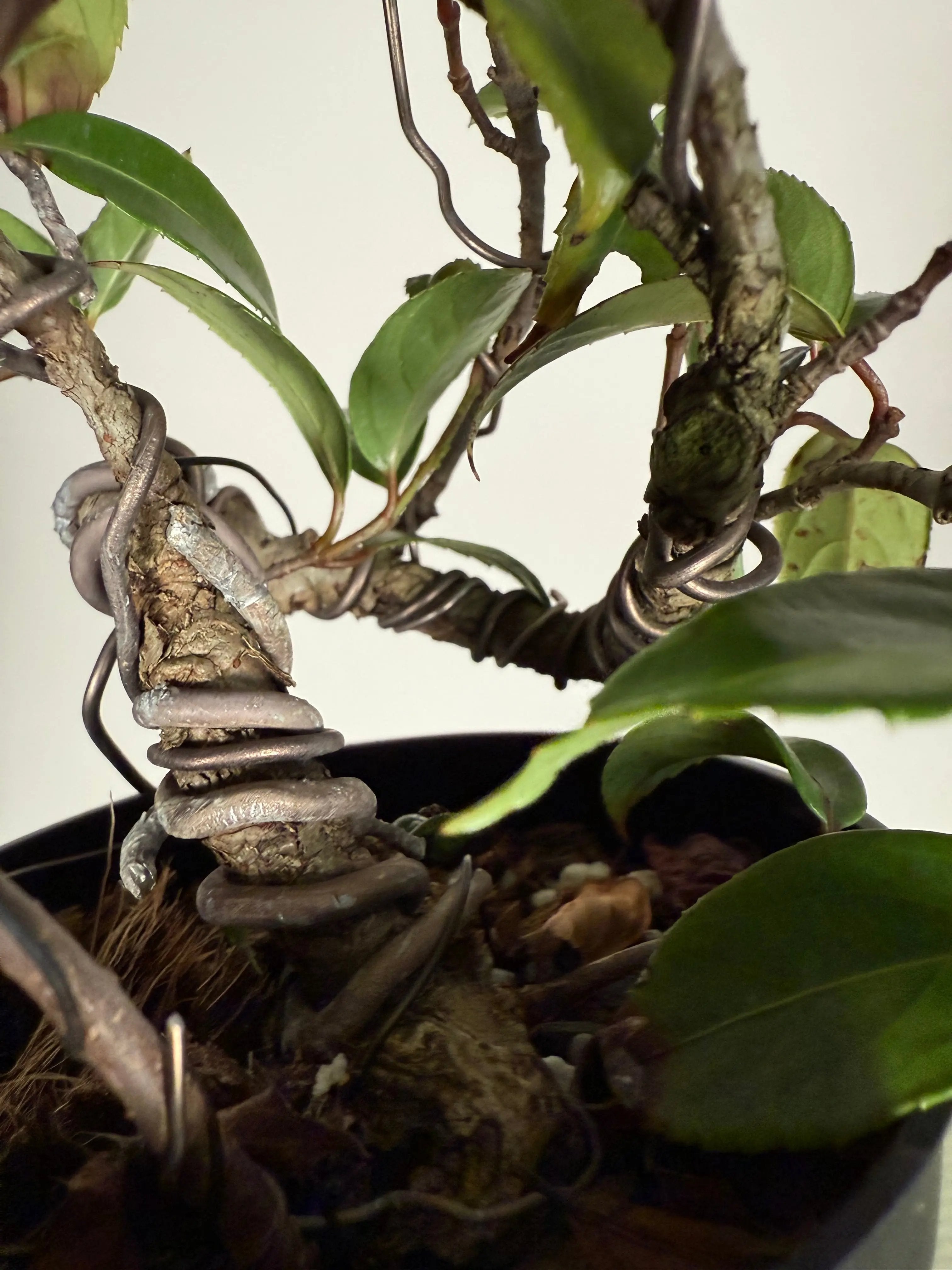 Kadsura japonica Canada Bonsai