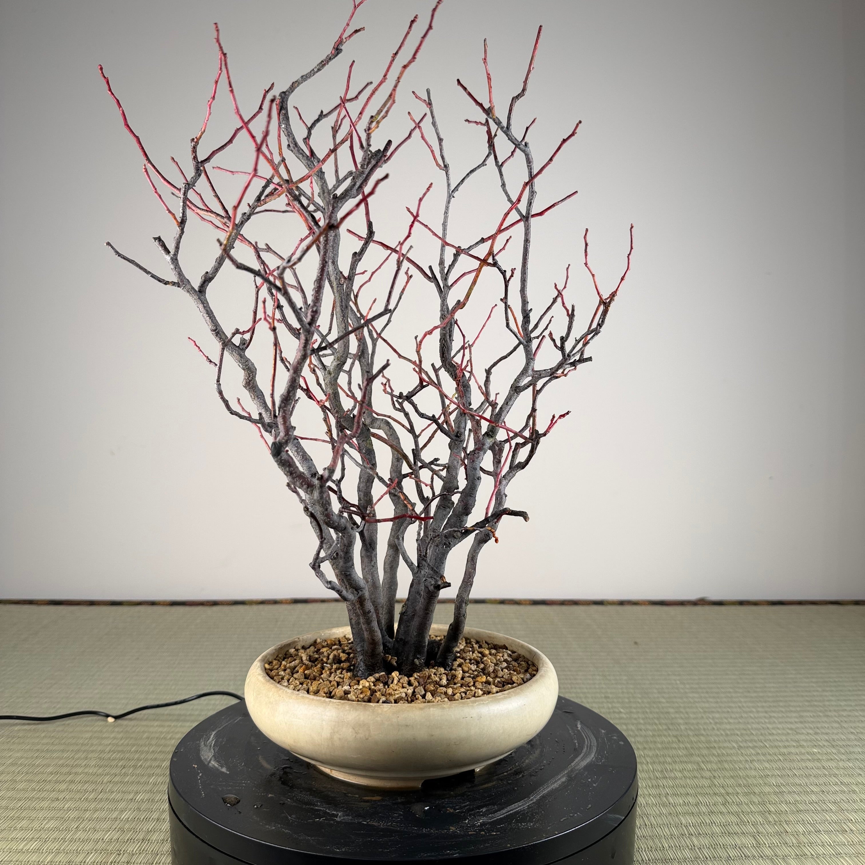 Itea japonica