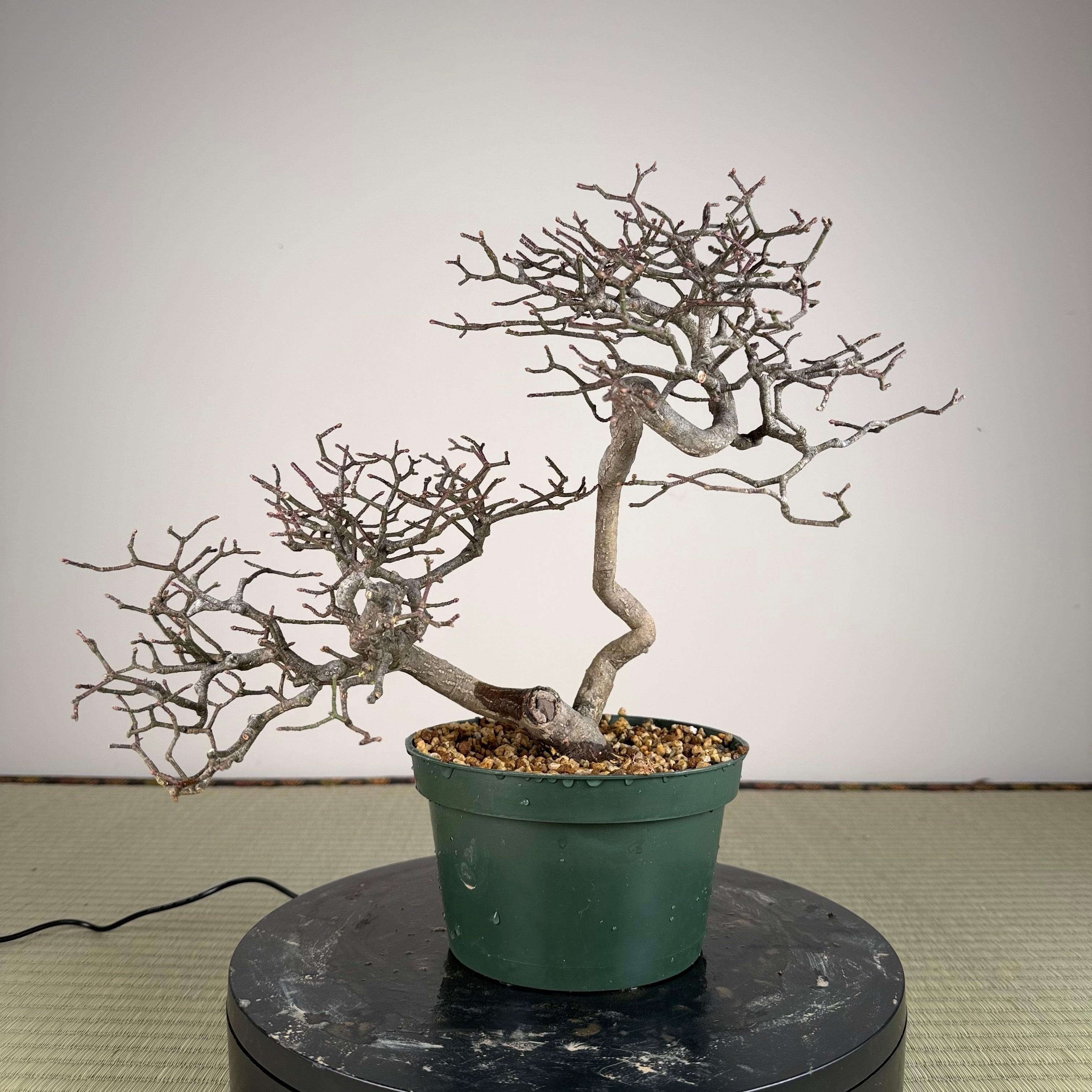 Euonymus