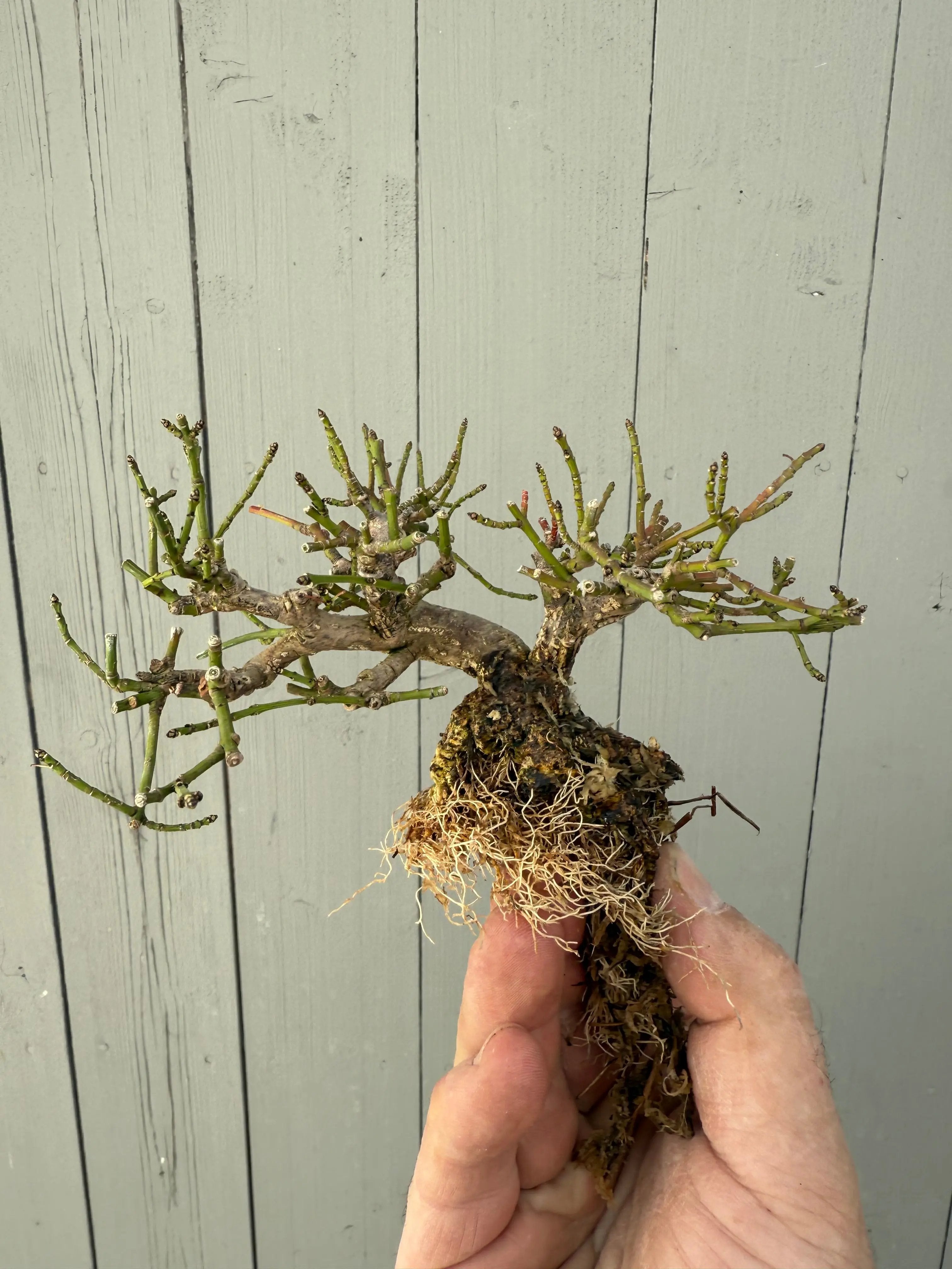 Euonymus Canada Bonsai