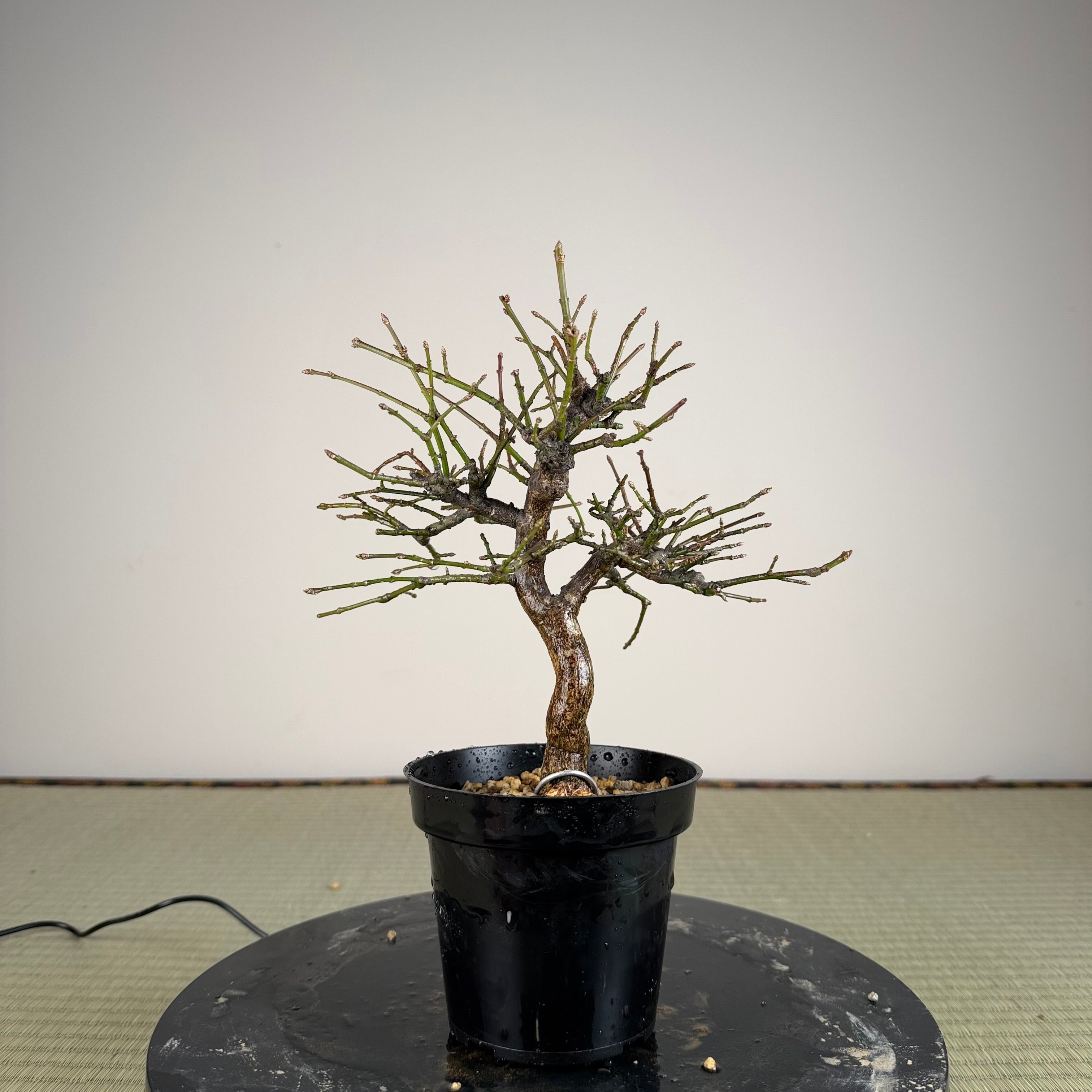 Euonymus