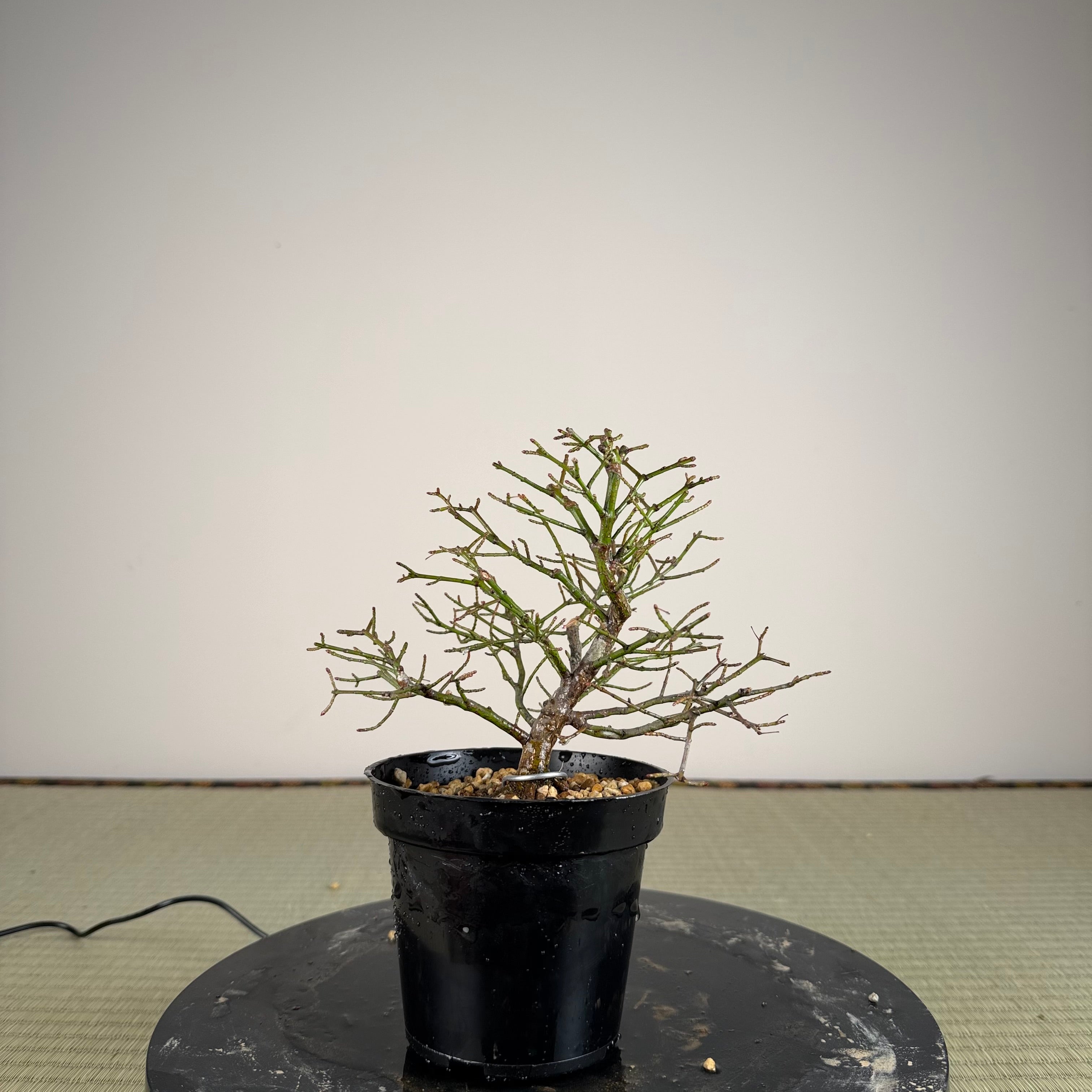 Euonymus