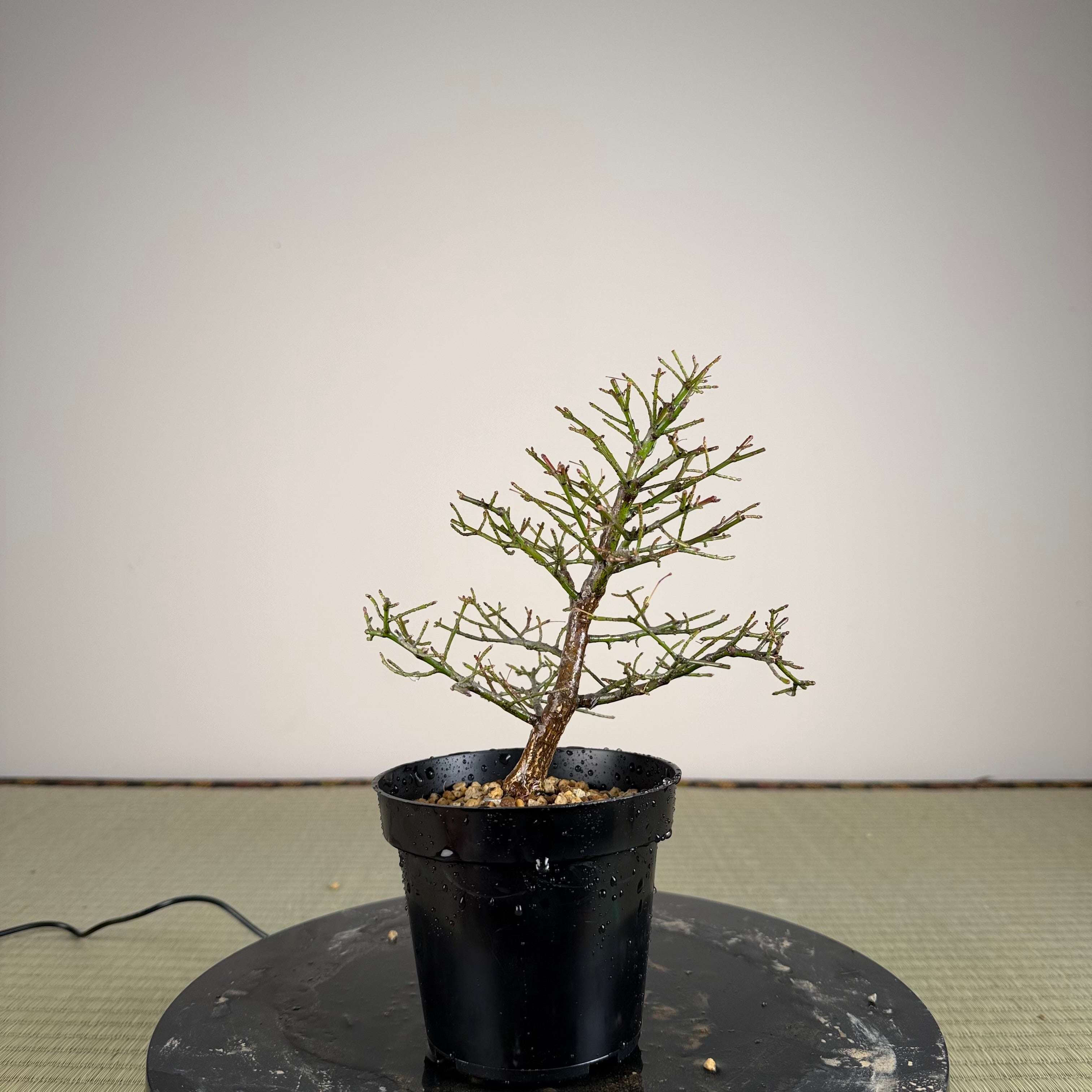 Euonymus