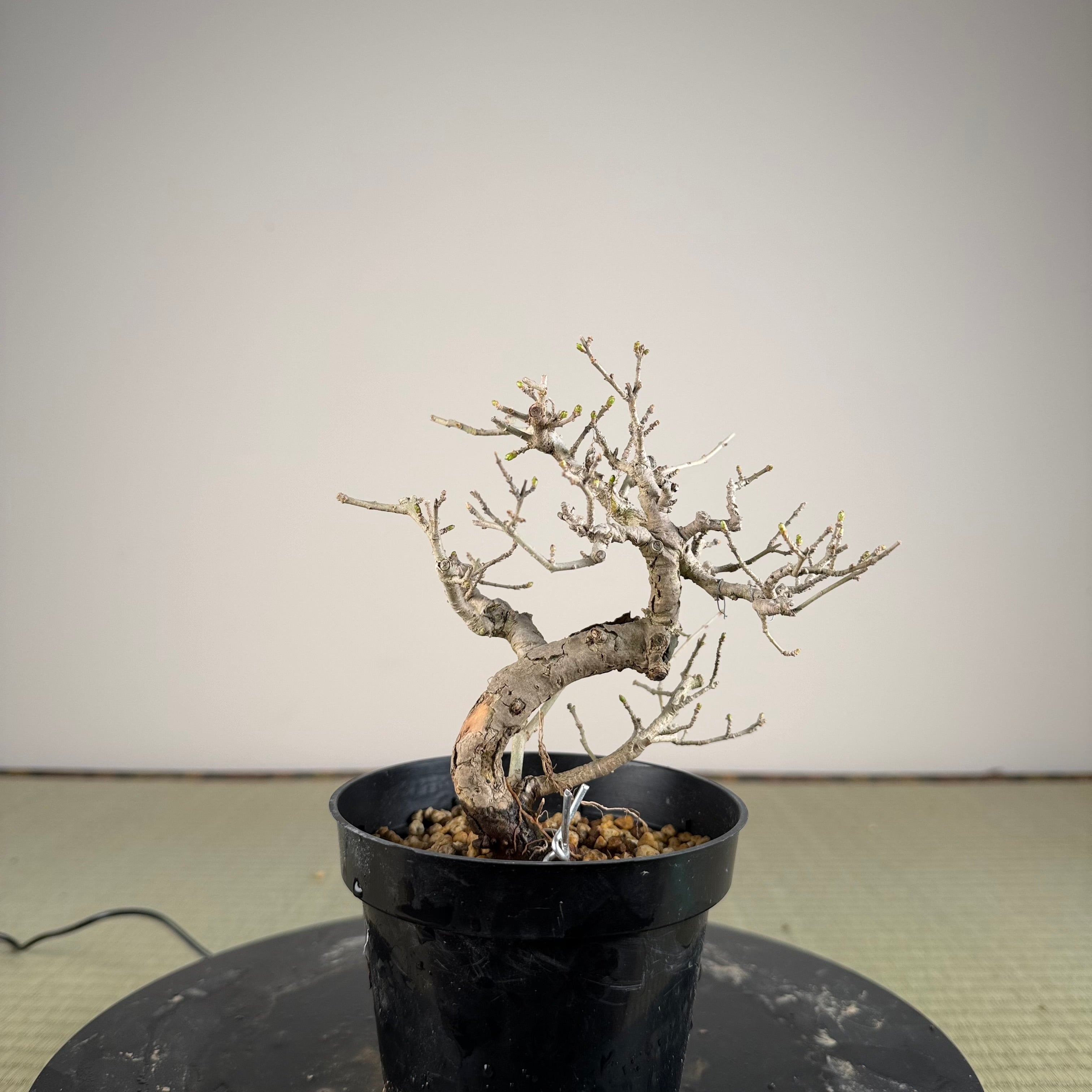 Ligustrum Arakawa *Voir note*