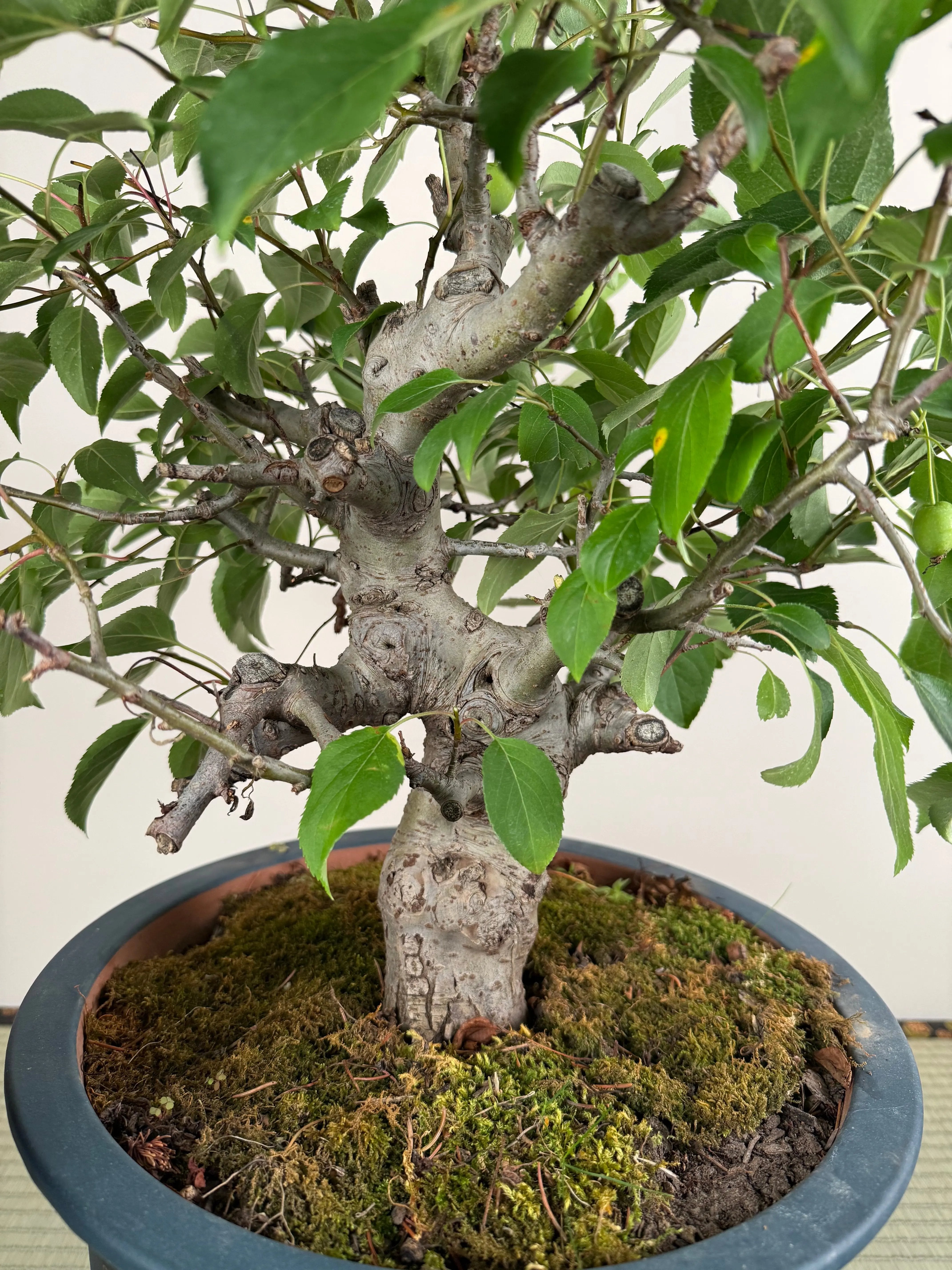 Malus 'Hime Ringo' Canada Bonsai