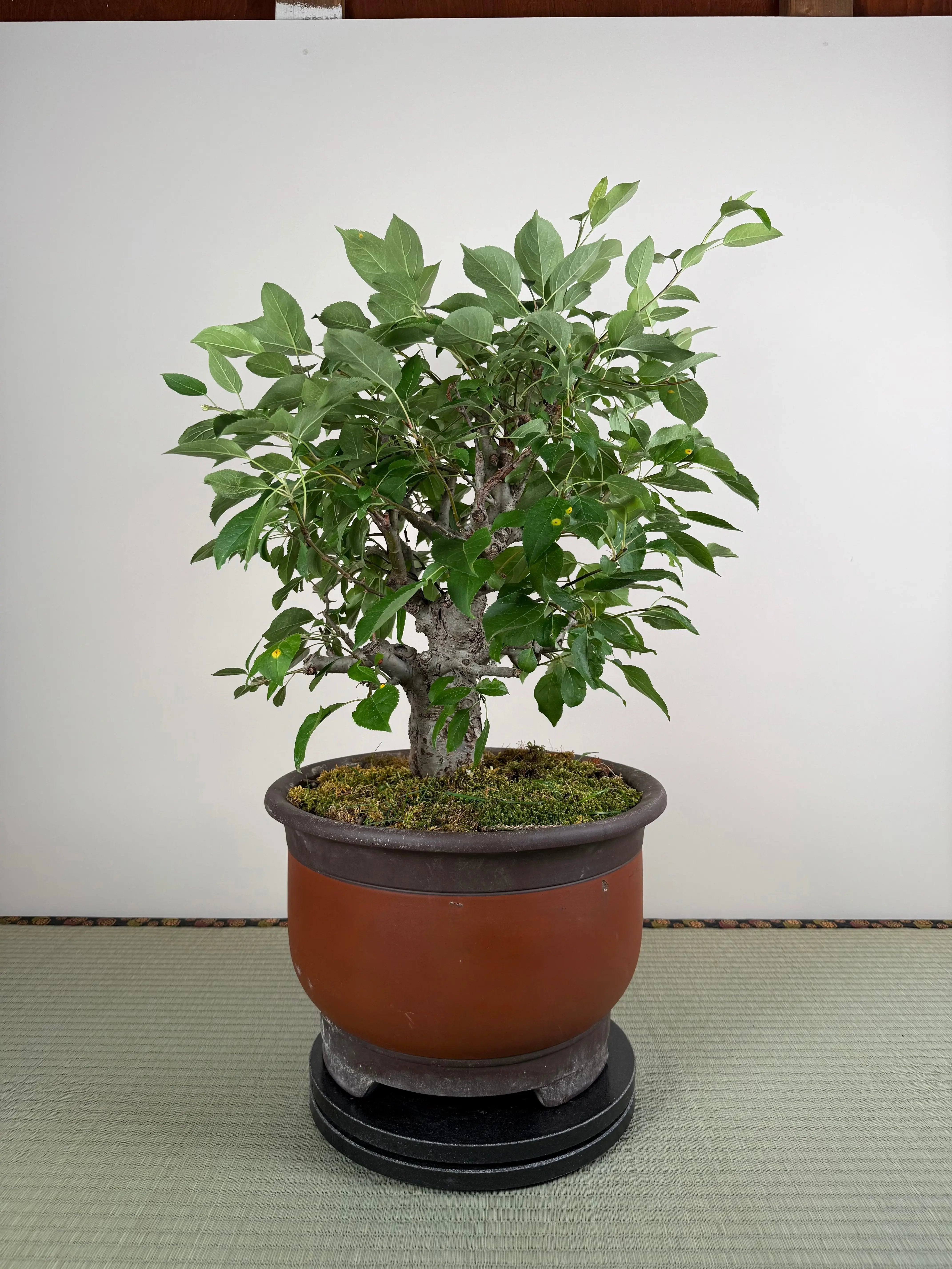 Malus 'Hime Ringo' Canada Bonsai