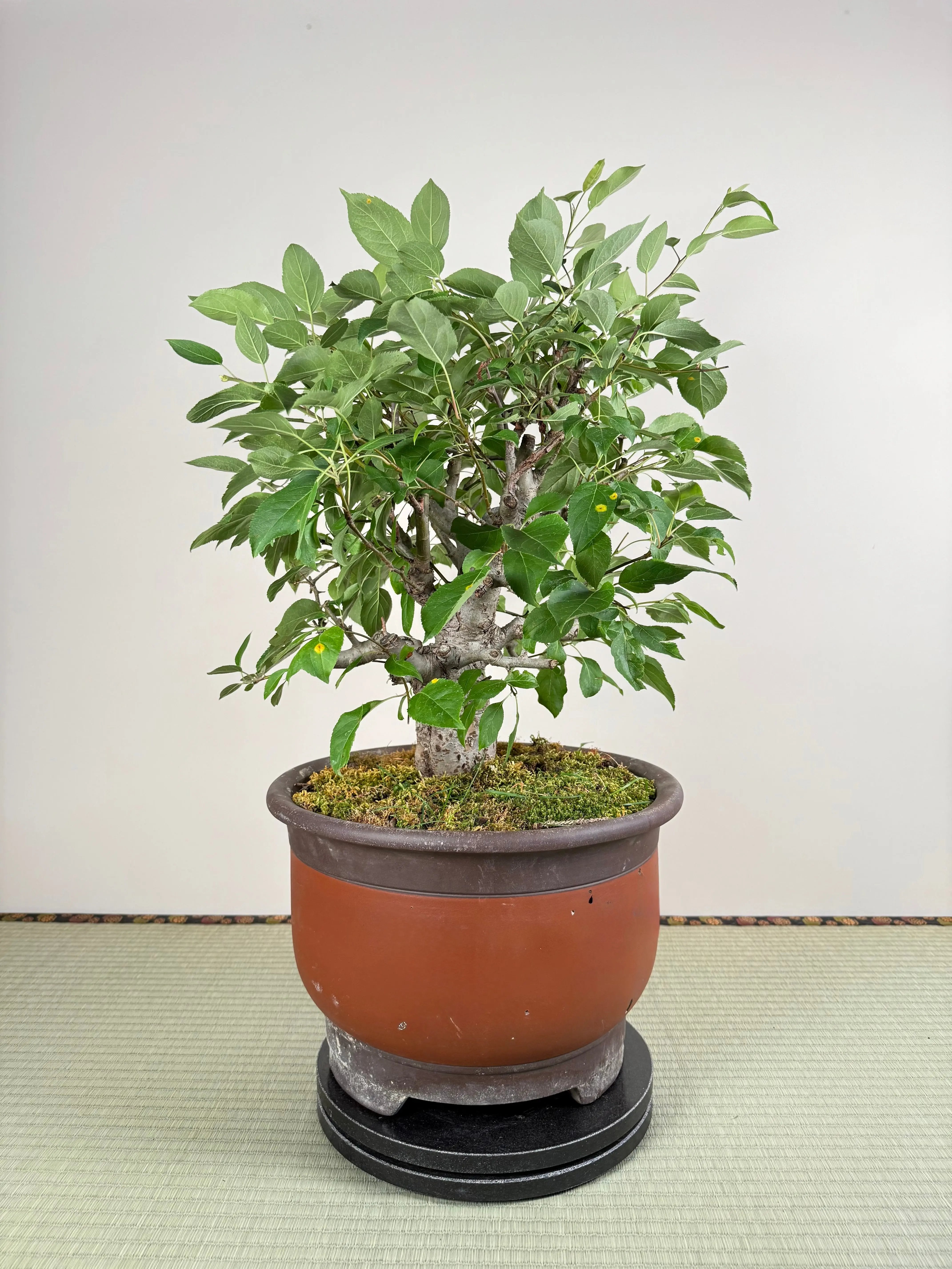 Malus 'Hime Ringo' Canada Bonsai