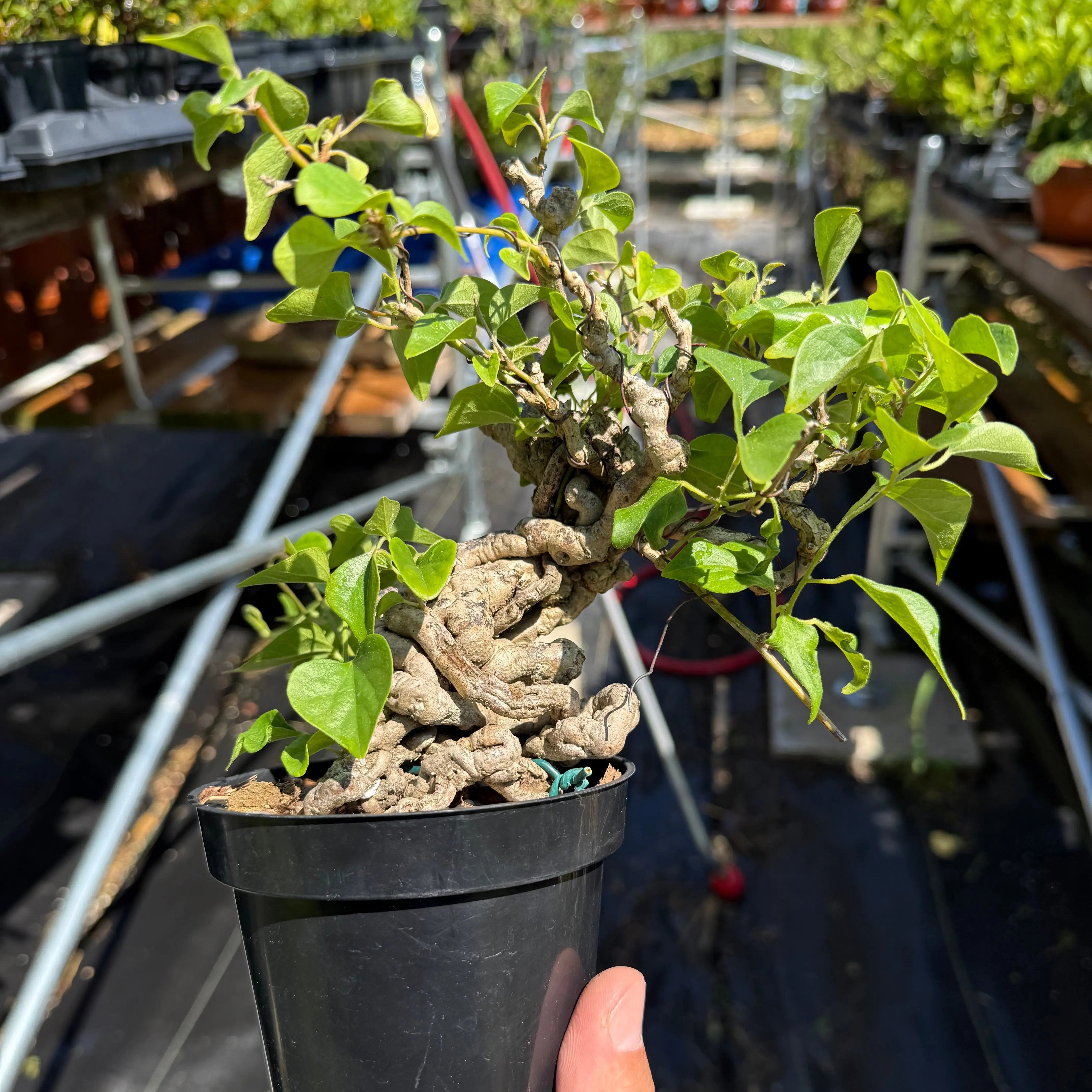 Cocculus orbiculatus Canada Bonsai