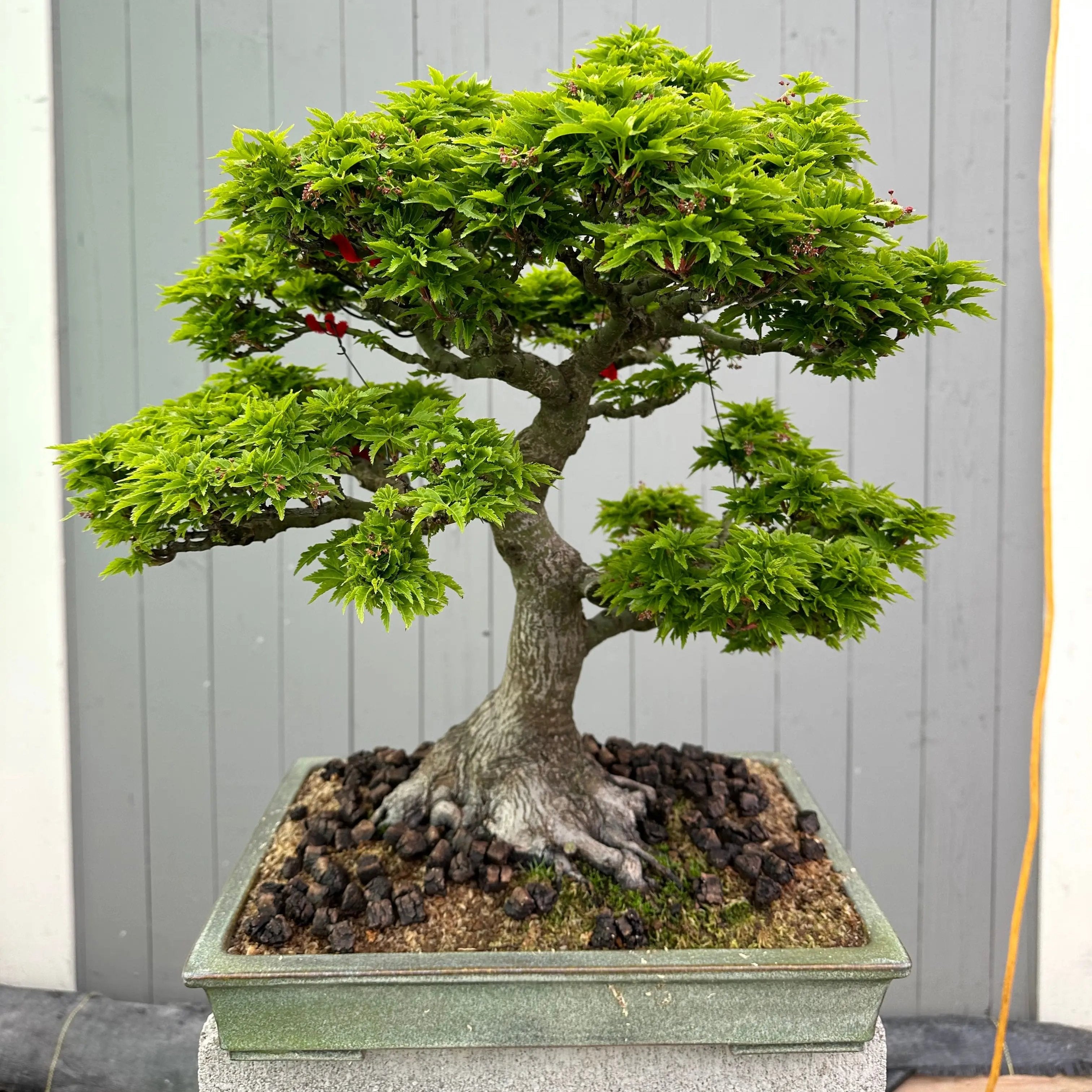 Acer palmatum 'Shishigashira' Canada Bonsai