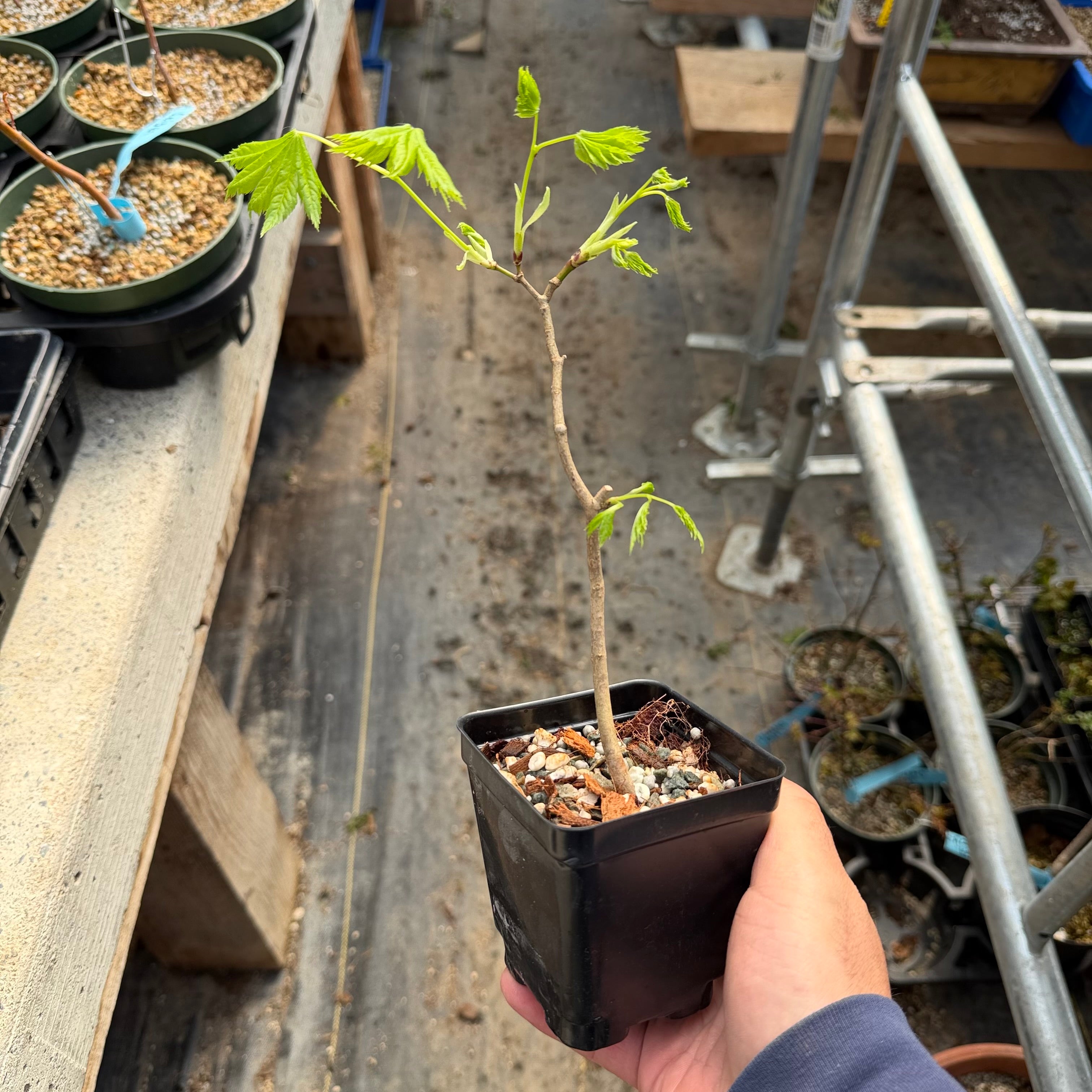 Acer tenuifolium 'Kohauchiwa' (5 units)