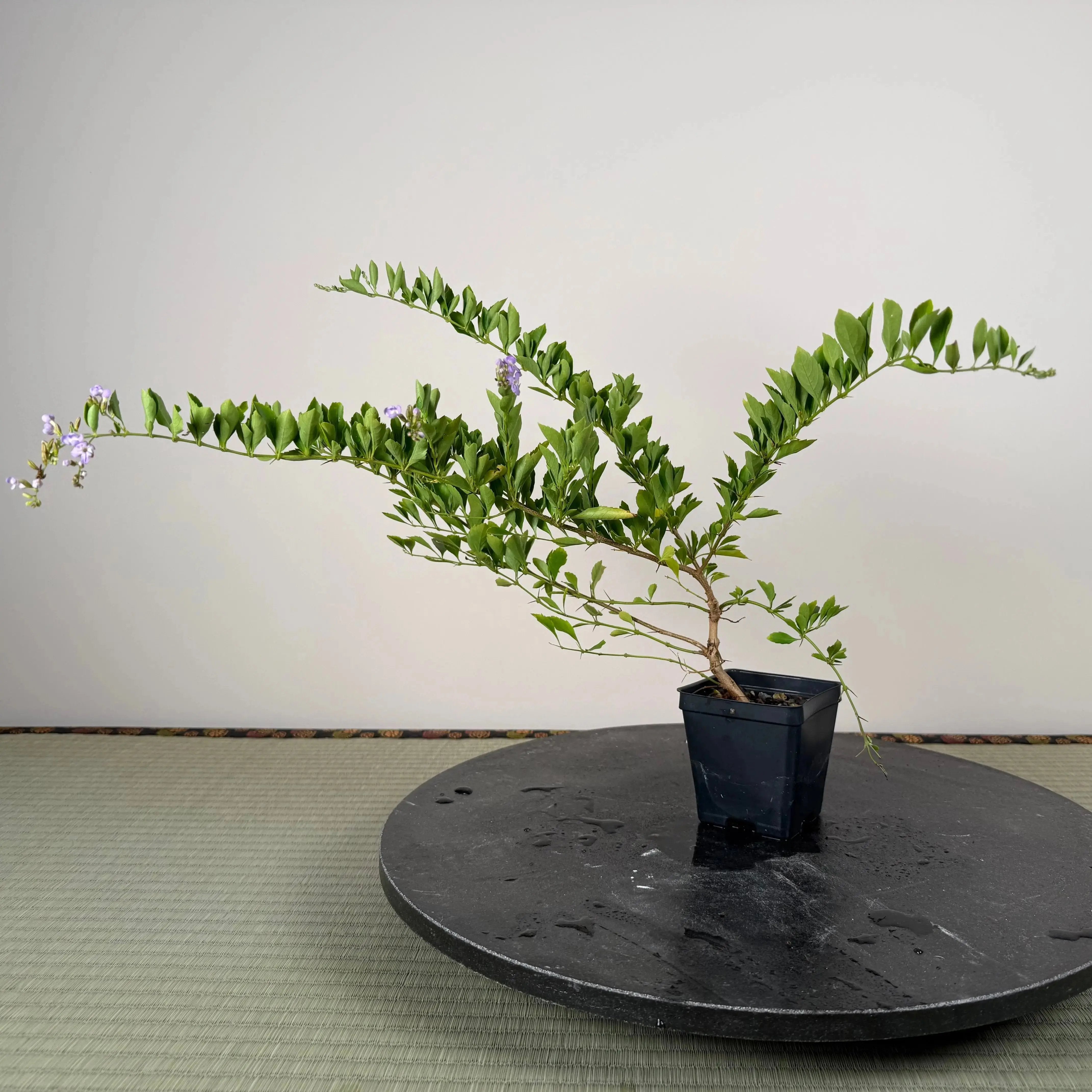 Base Kit with Indoor Bonsai Canada Bonsai