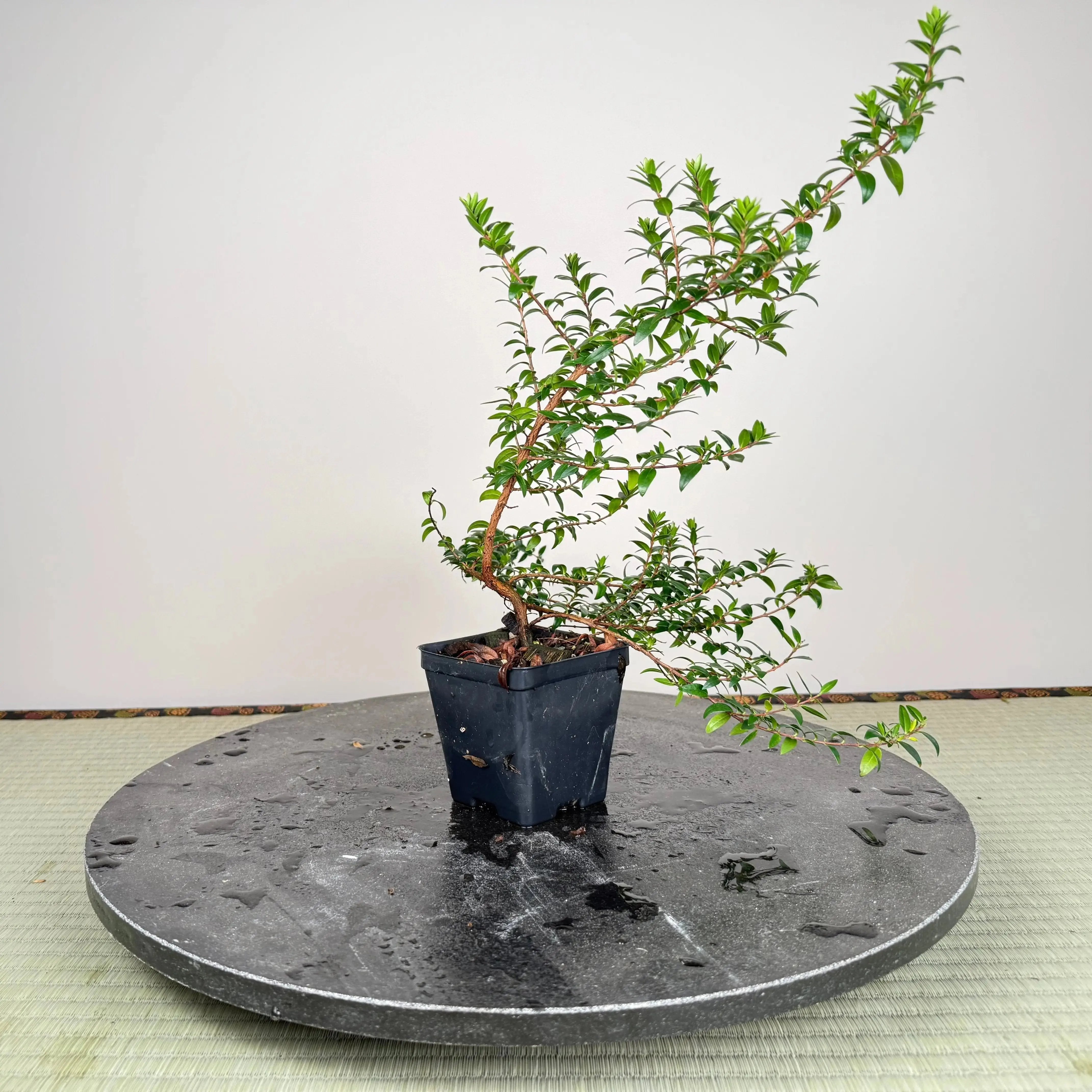 Base Kit with Indoor Bonsai Canada Bonsai